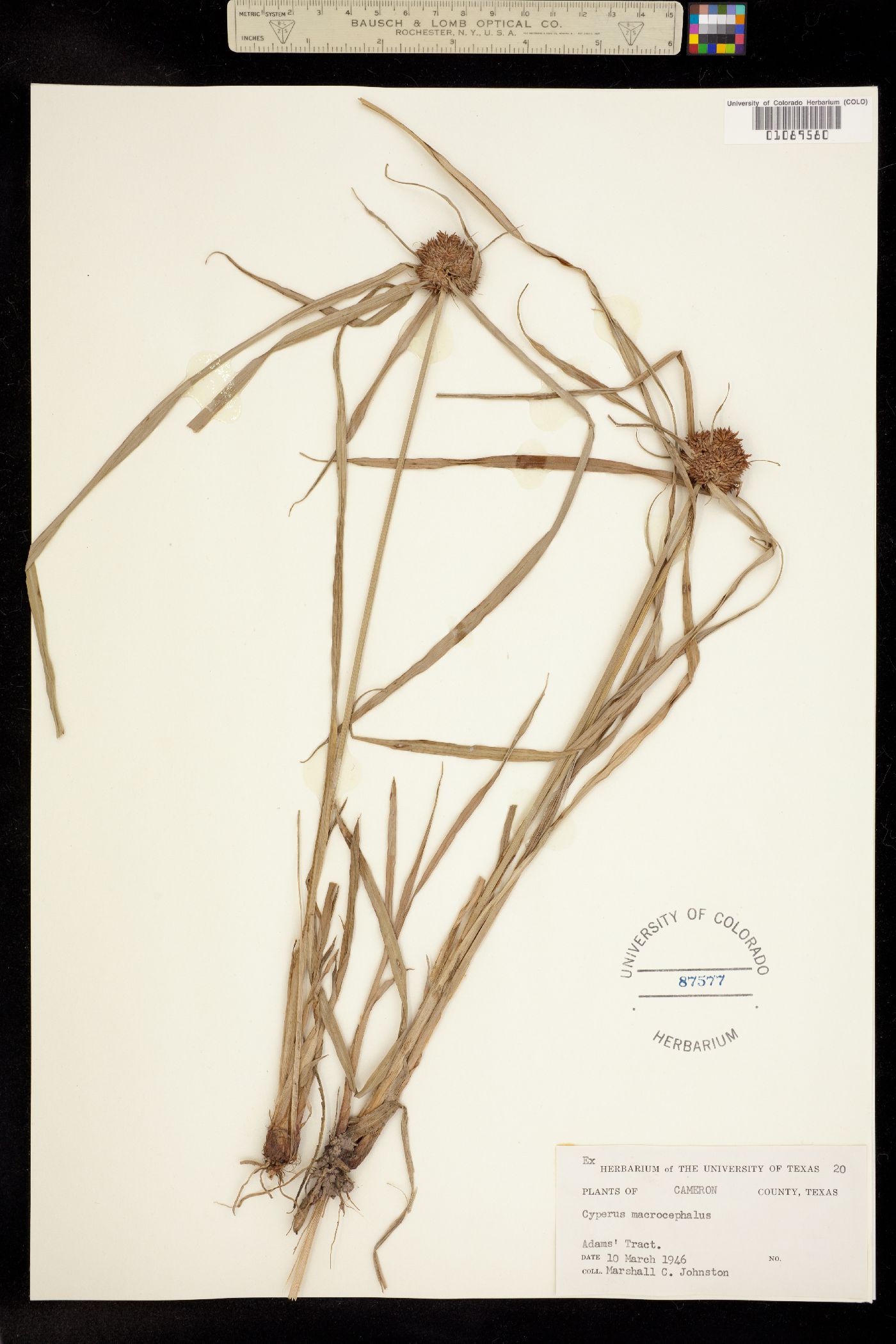 Cyperus odoratus image