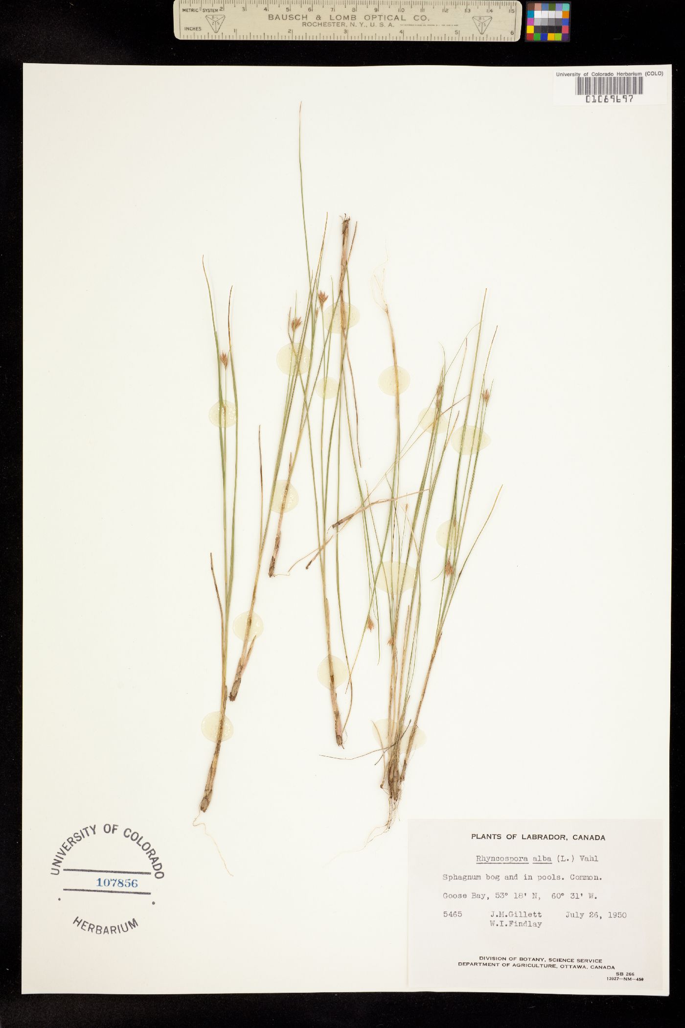 Rhynchospora alba image