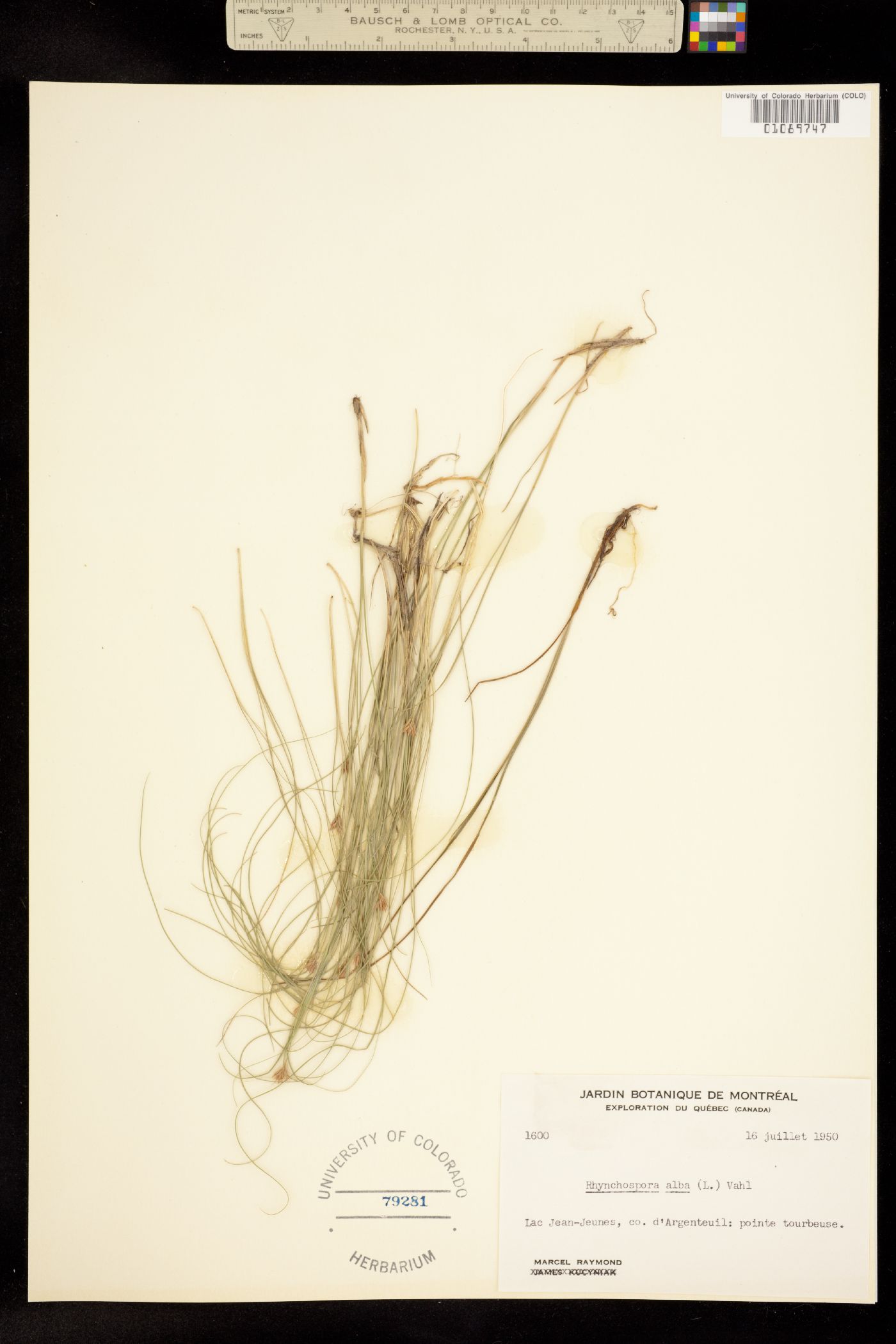 Rhynchospora alba image