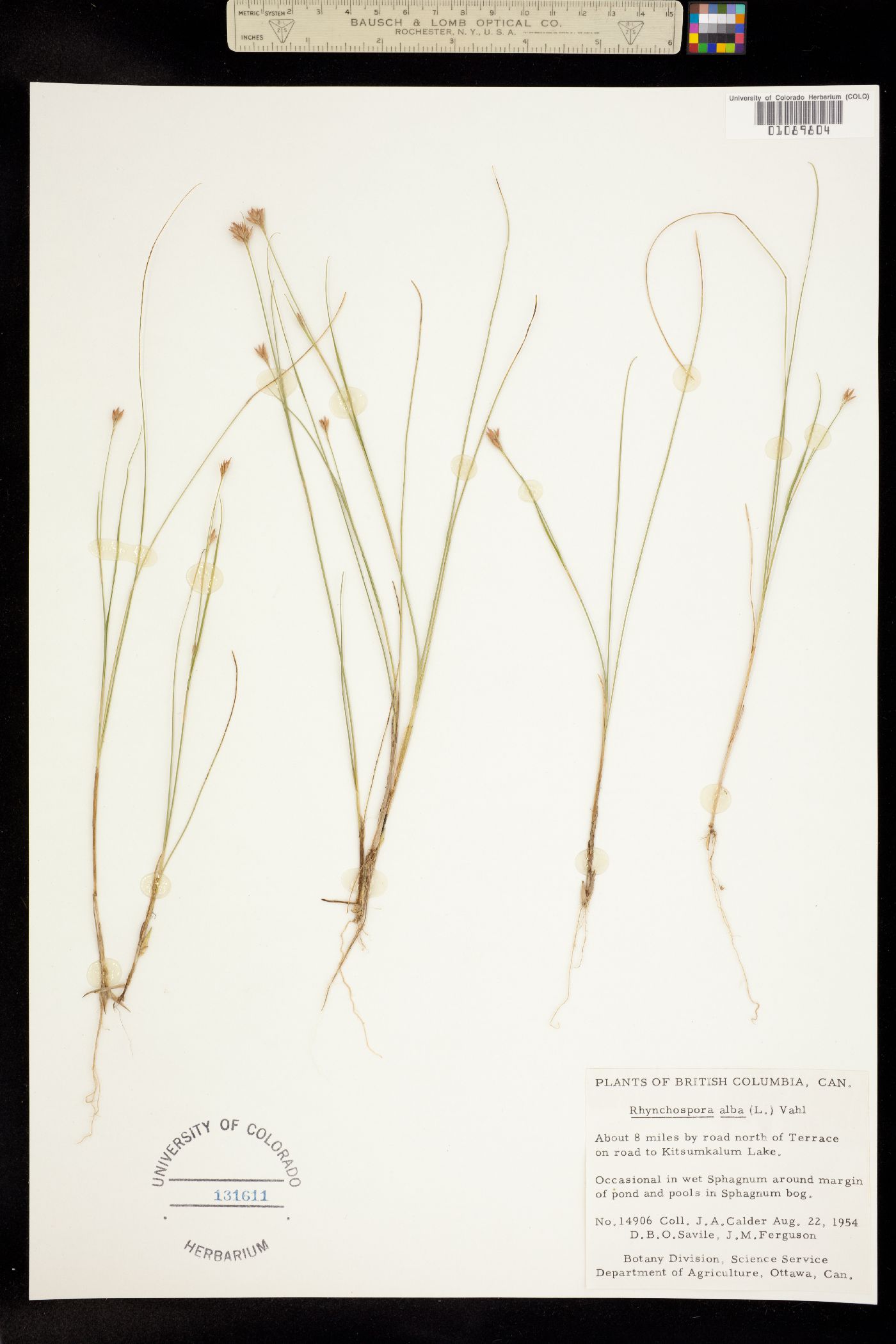 Rhynchospora alba image