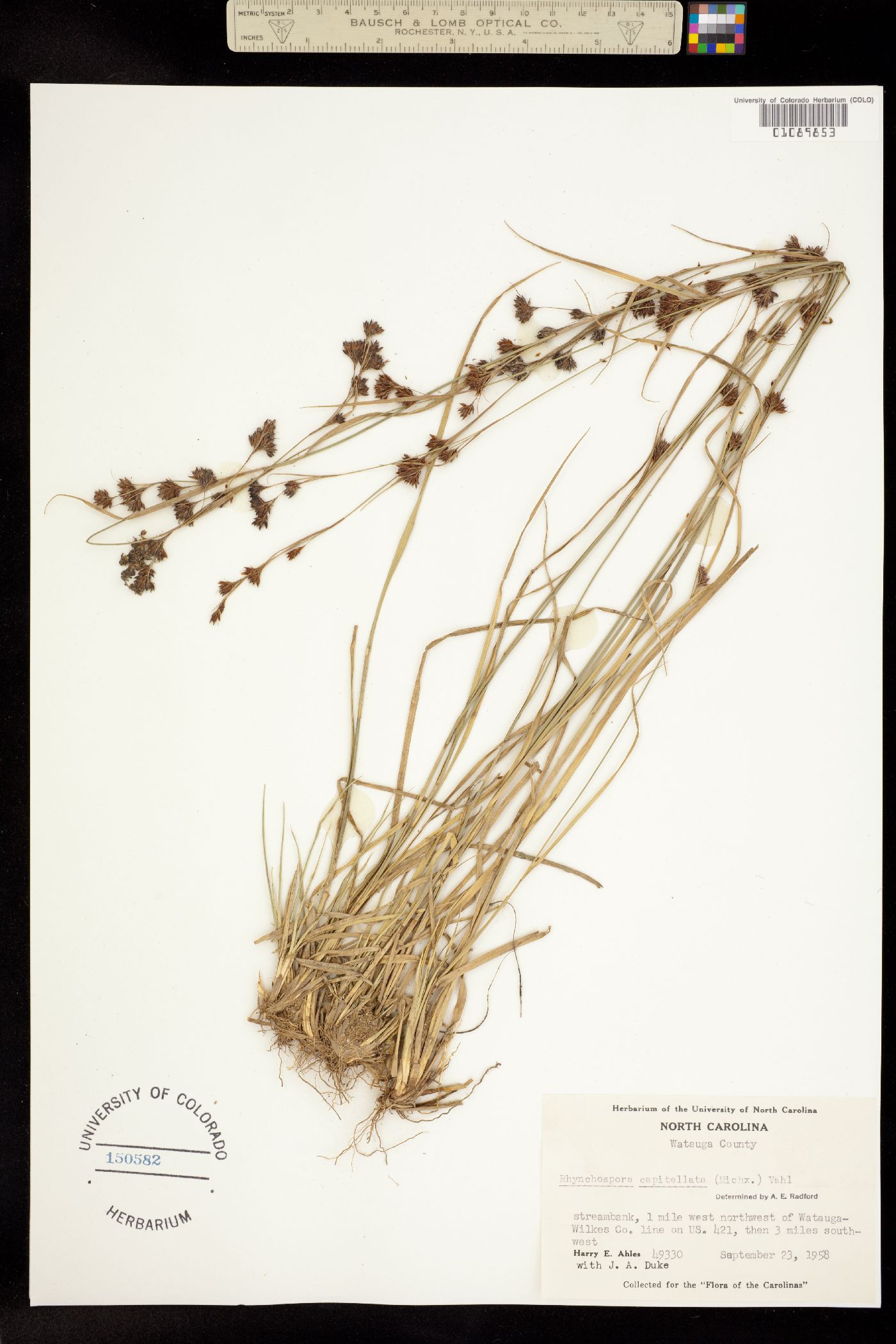 Rhynchospora capitellata image
