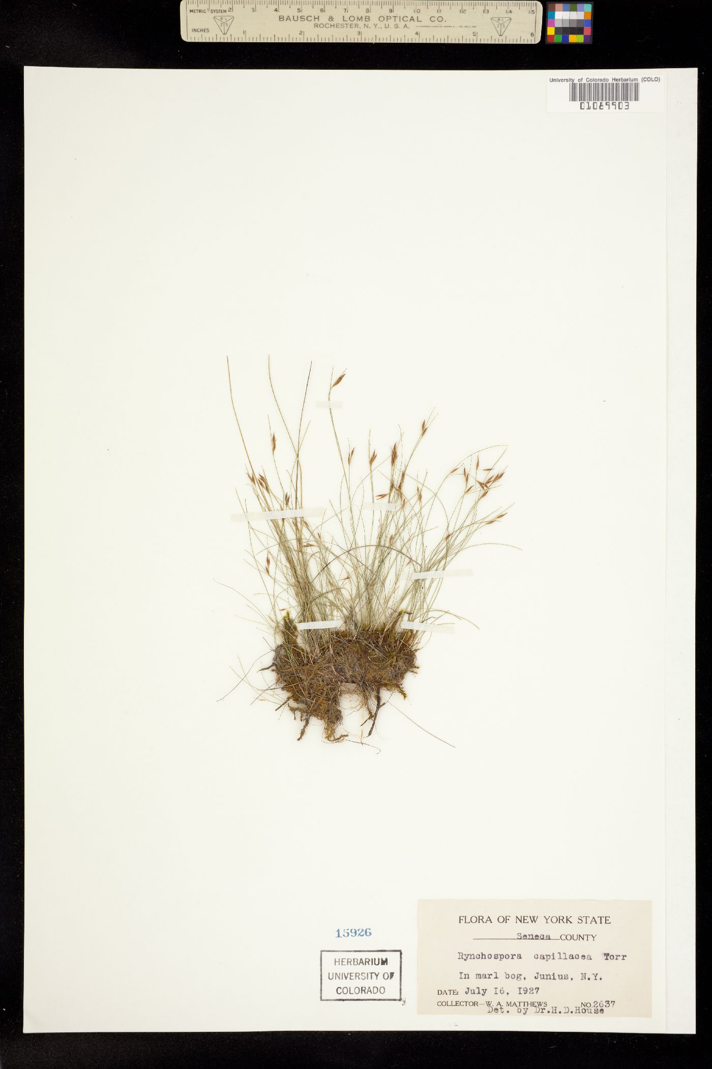 Rhynchospora capillacea image