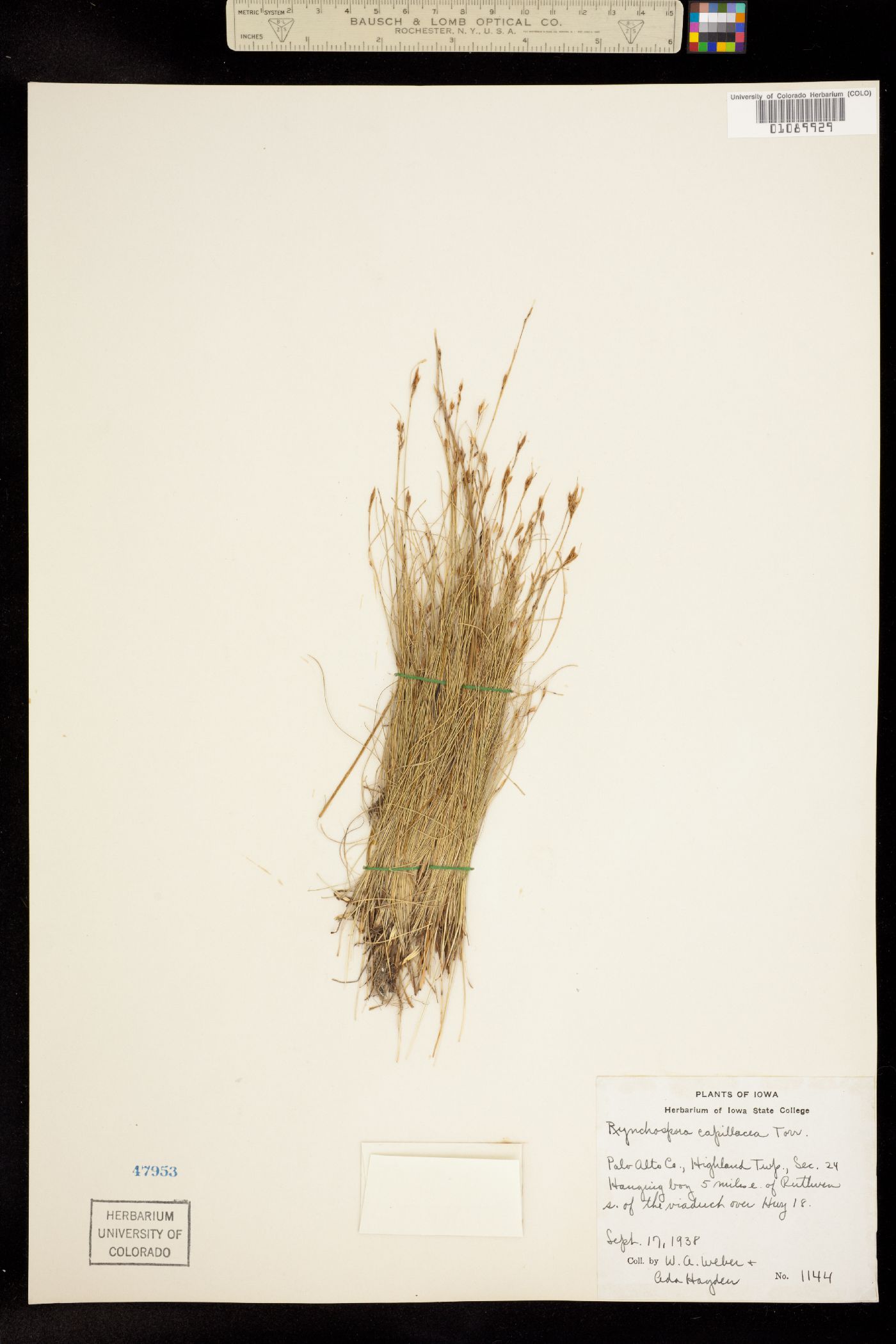 Rhynchospora capillacea image