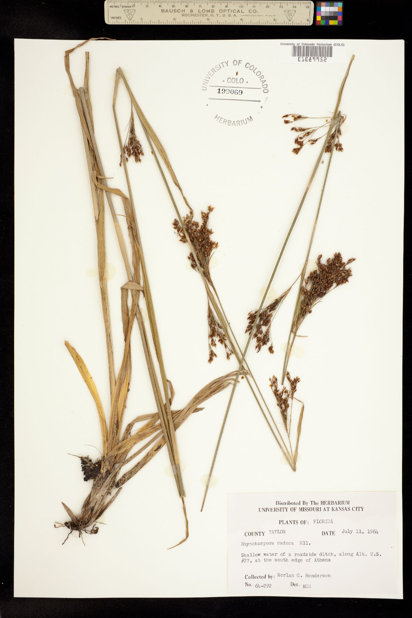 Rhynchospora caduca image