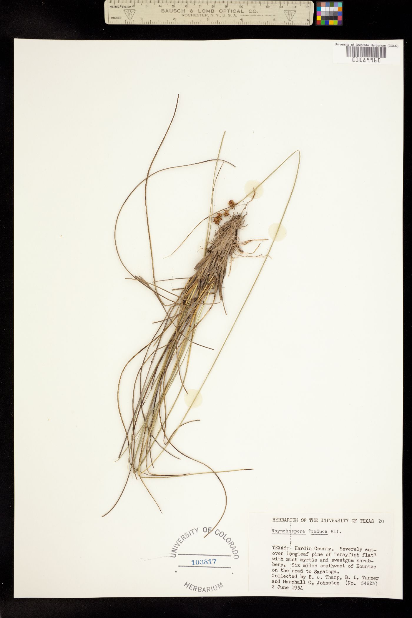 Rhynchospora caduca image