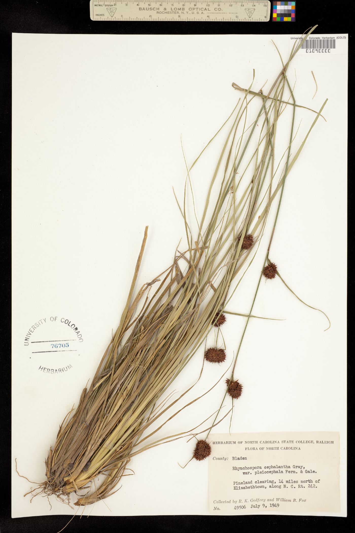 Rhynchospora cephalantha image