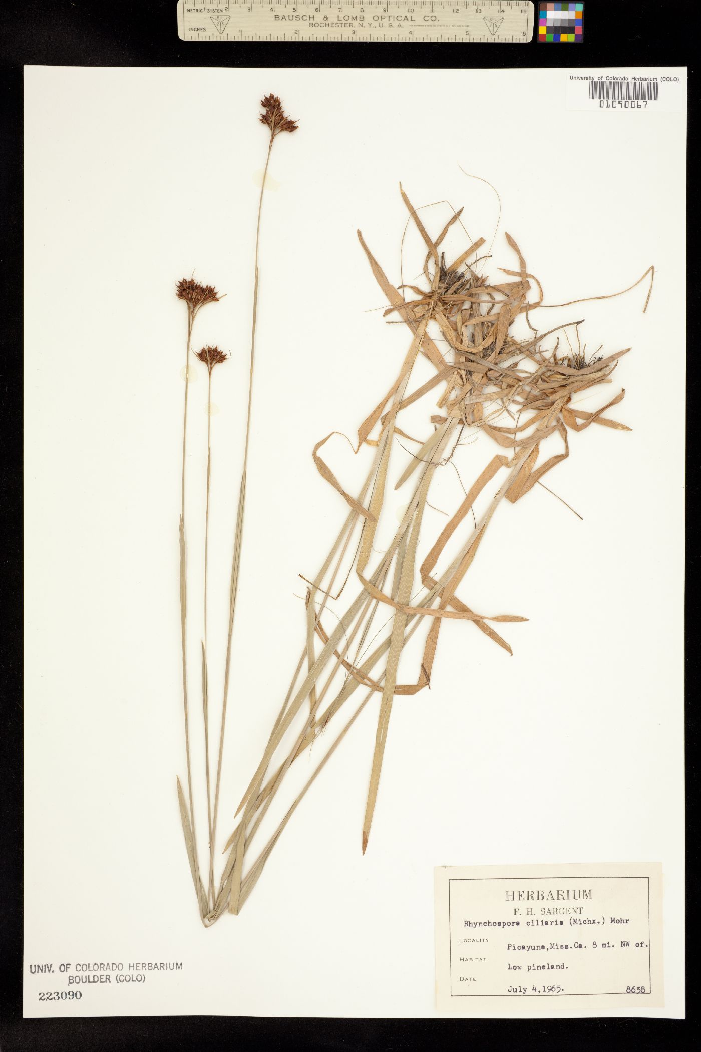 Rhynchospora ciliaris image