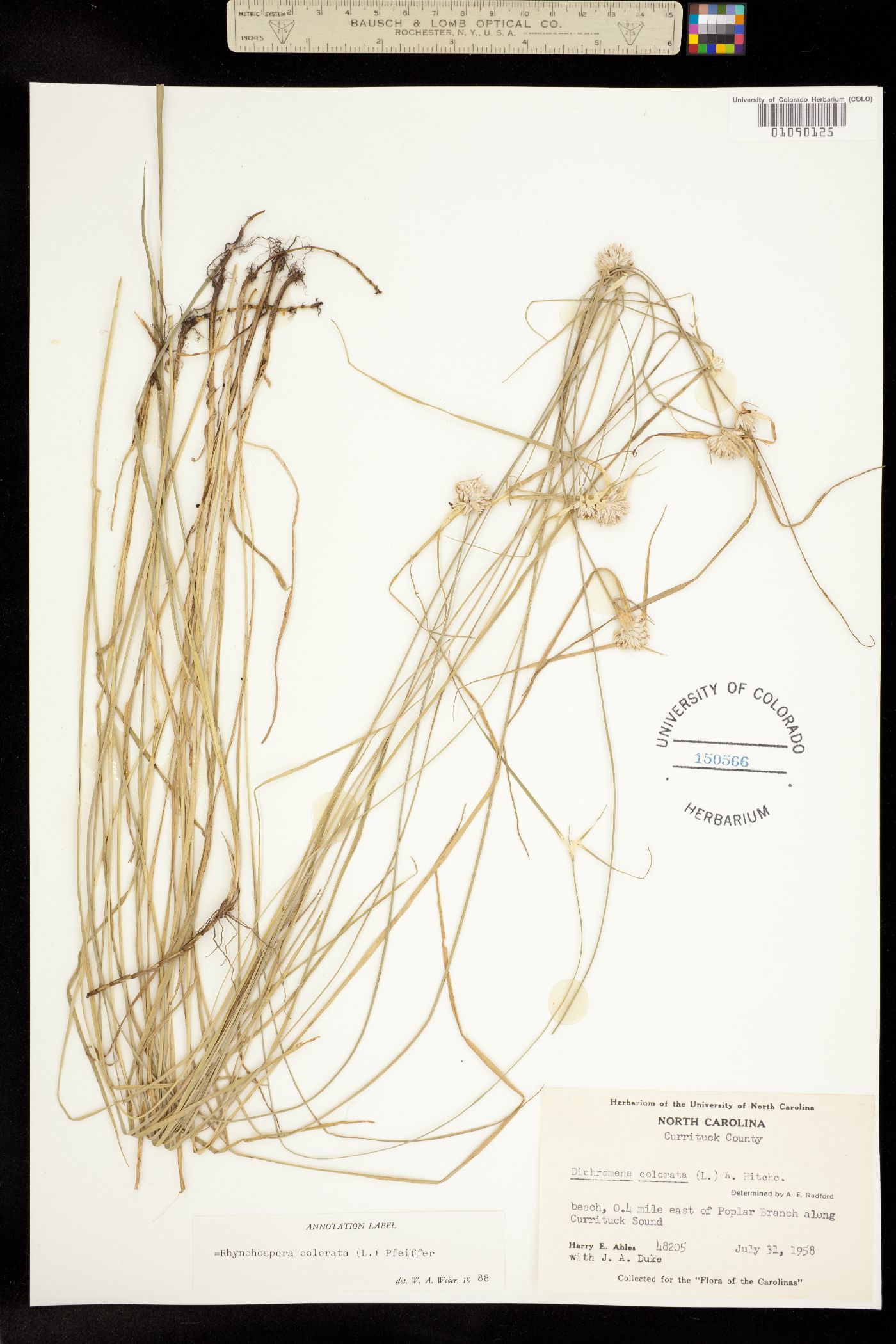 Rhynchospora colorata image