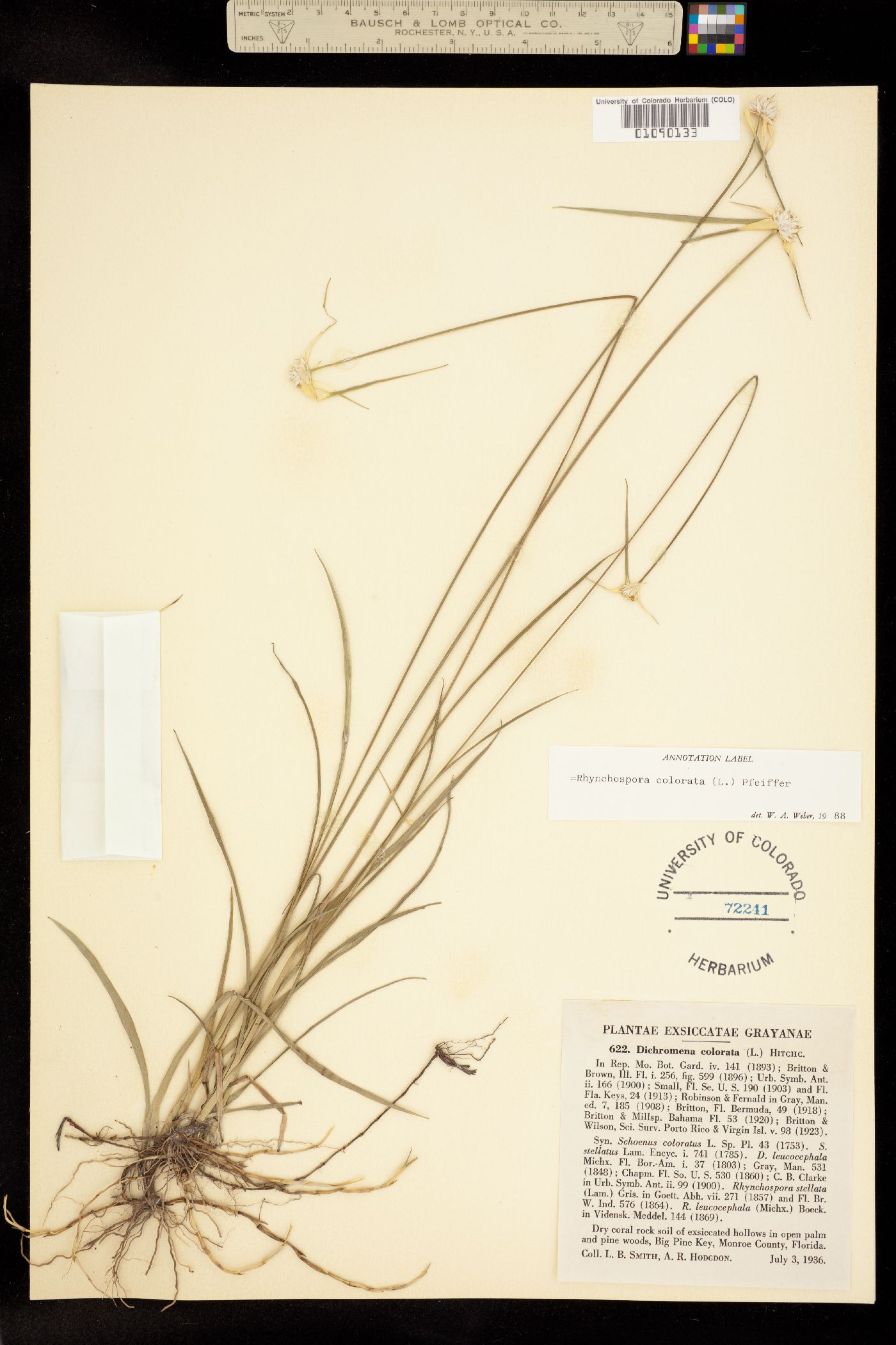 Rhynchospora colorata image