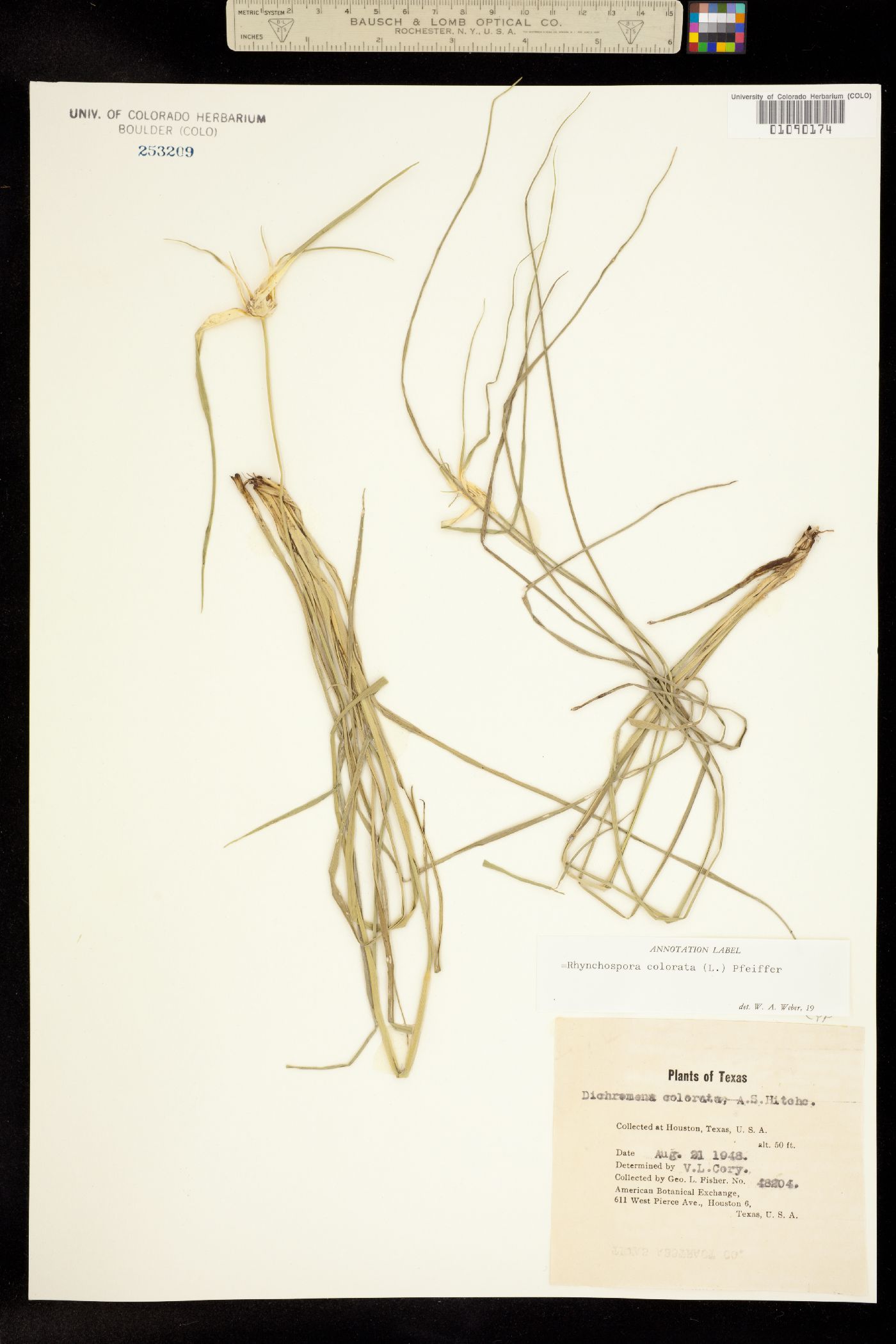 Rhynchospora colorata image