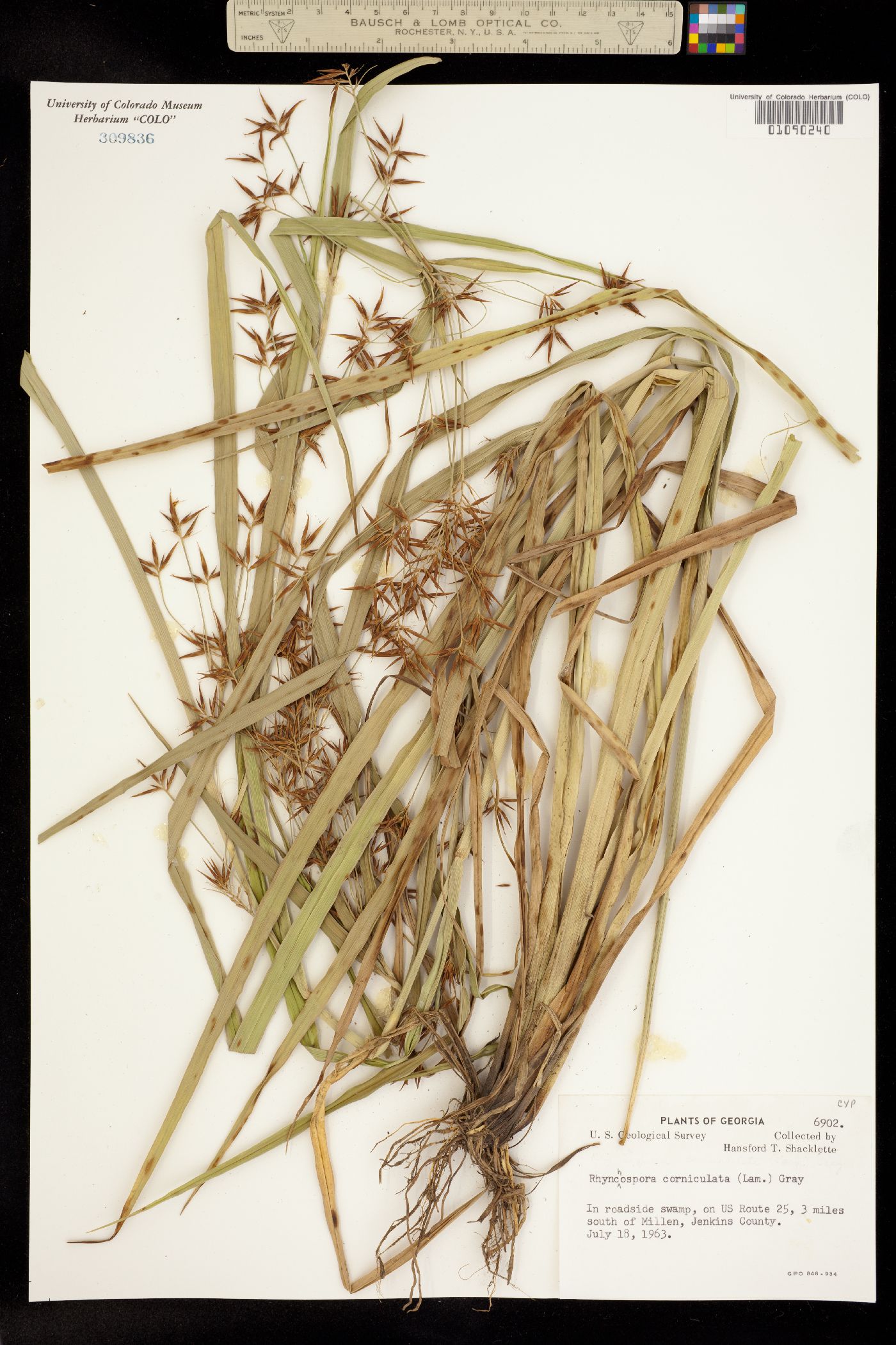 Rhynchospora corniculata image