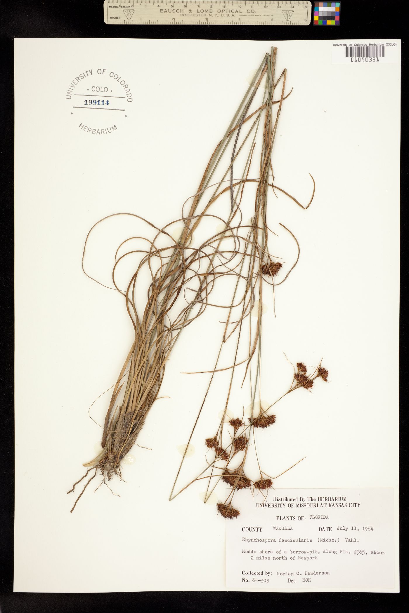 Rhynchospora fascicularis image