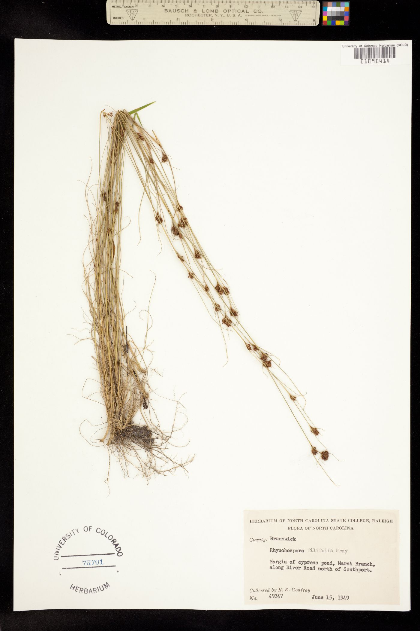 Rhynchospora filifolia image