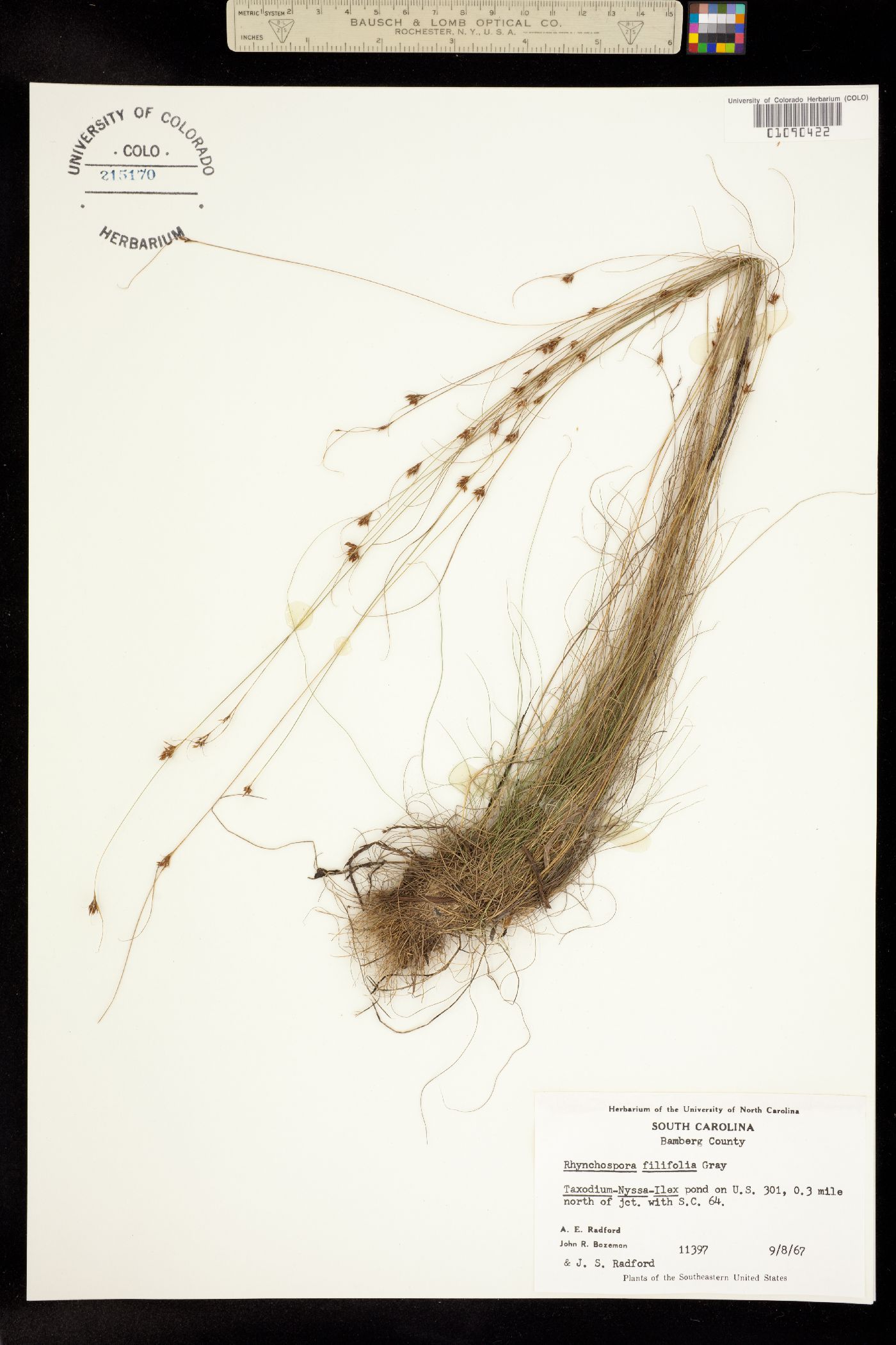 Rhynchospora filifolia image