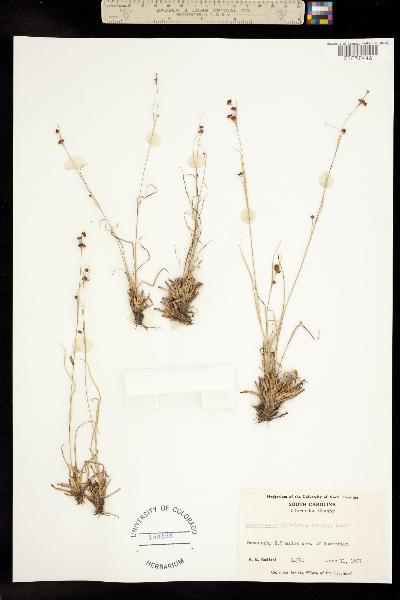 Rhynchospora globularis image