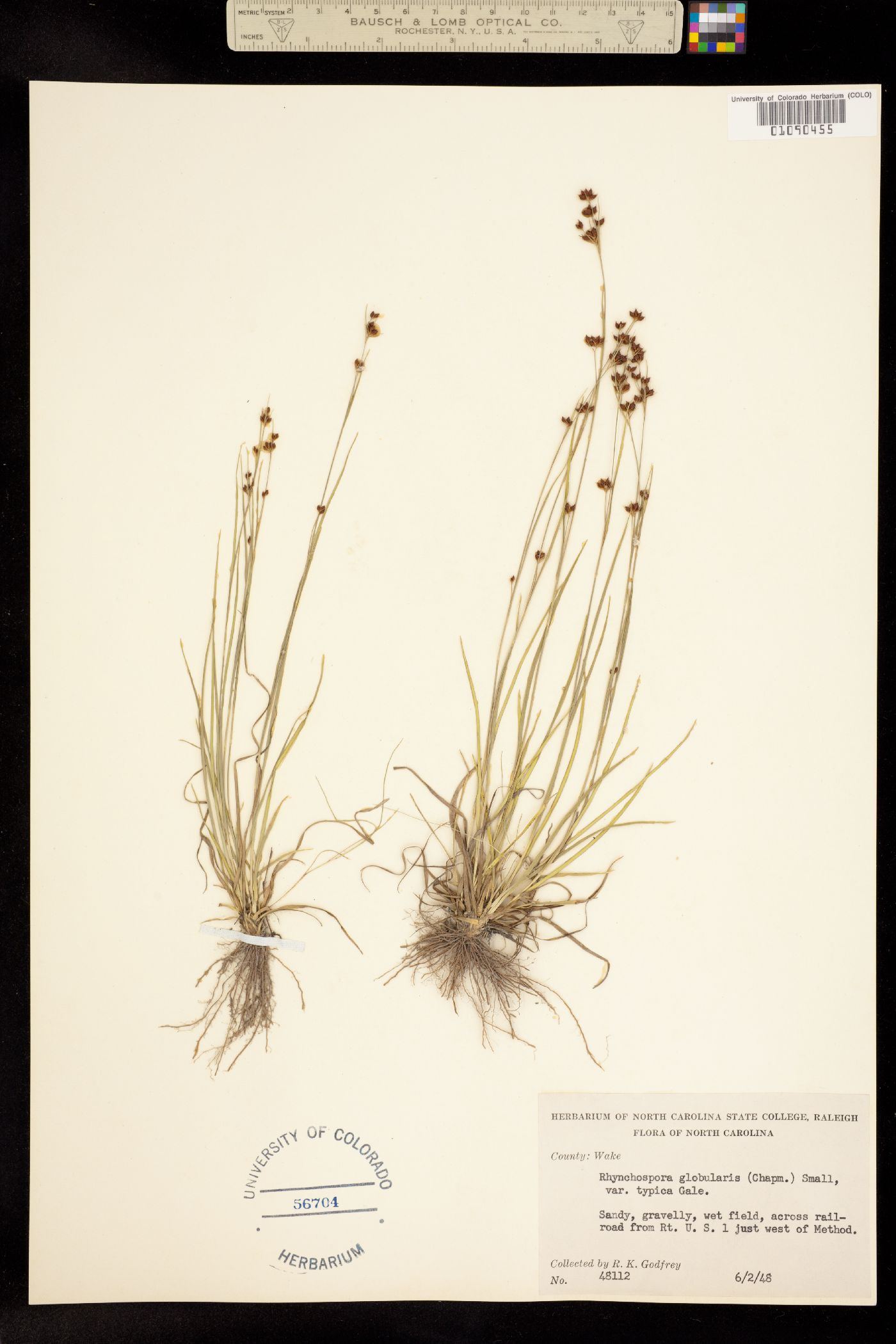 Rhynchospora globularis image