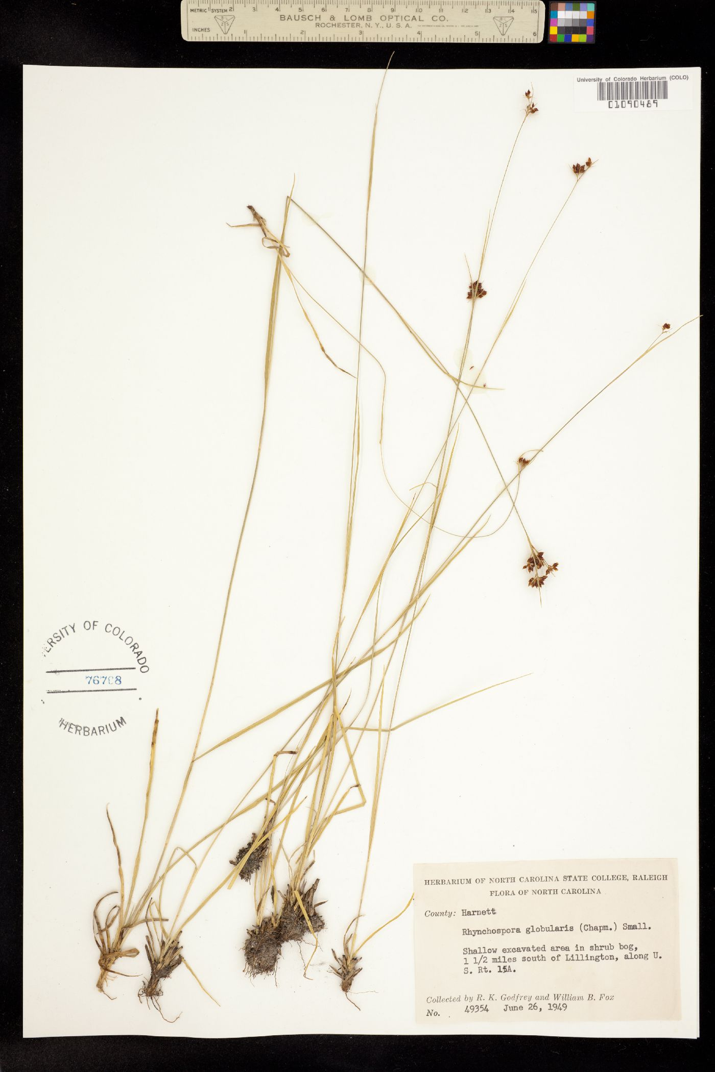 Rhynchospora globularis image