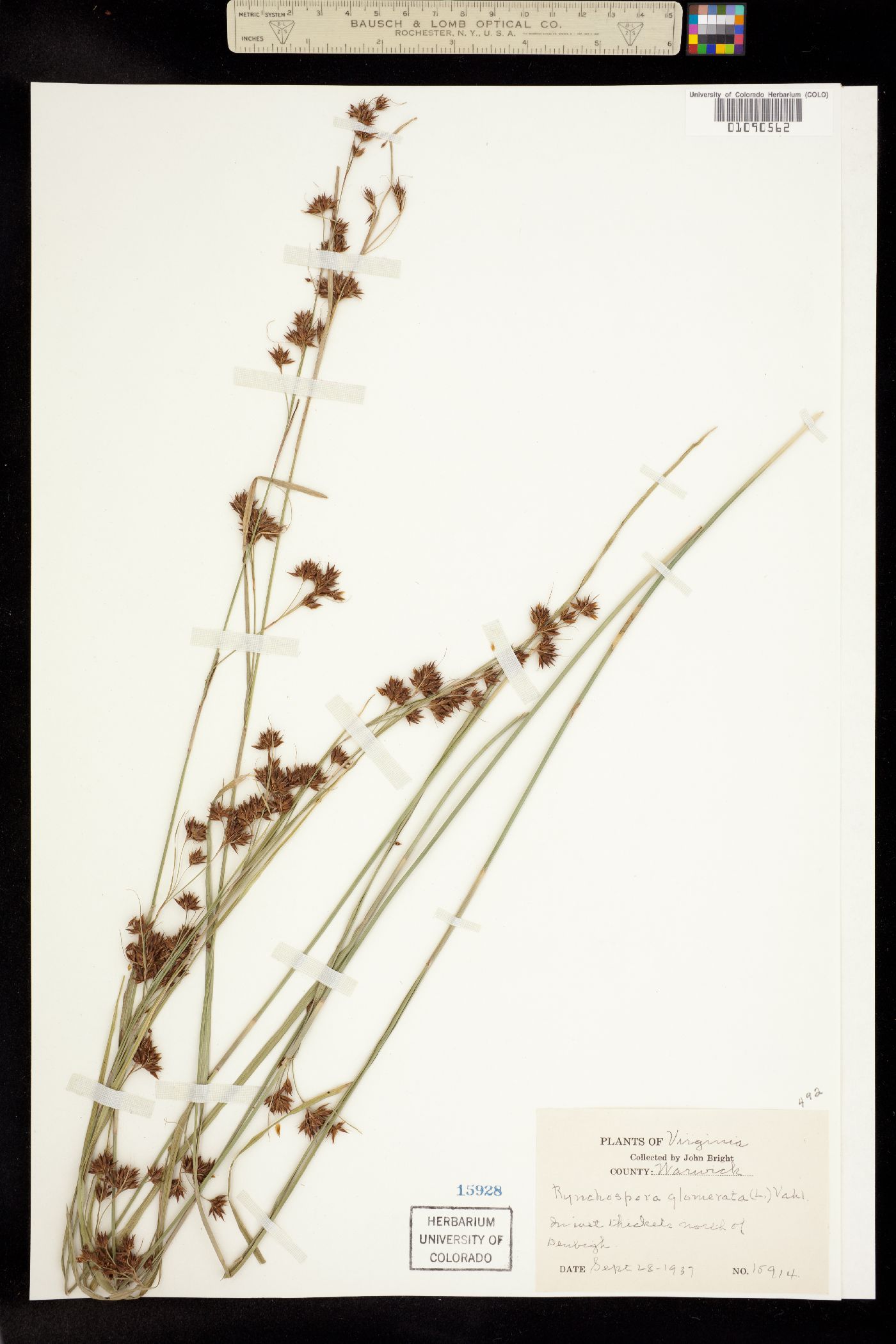 Rhynchospora glomerata image