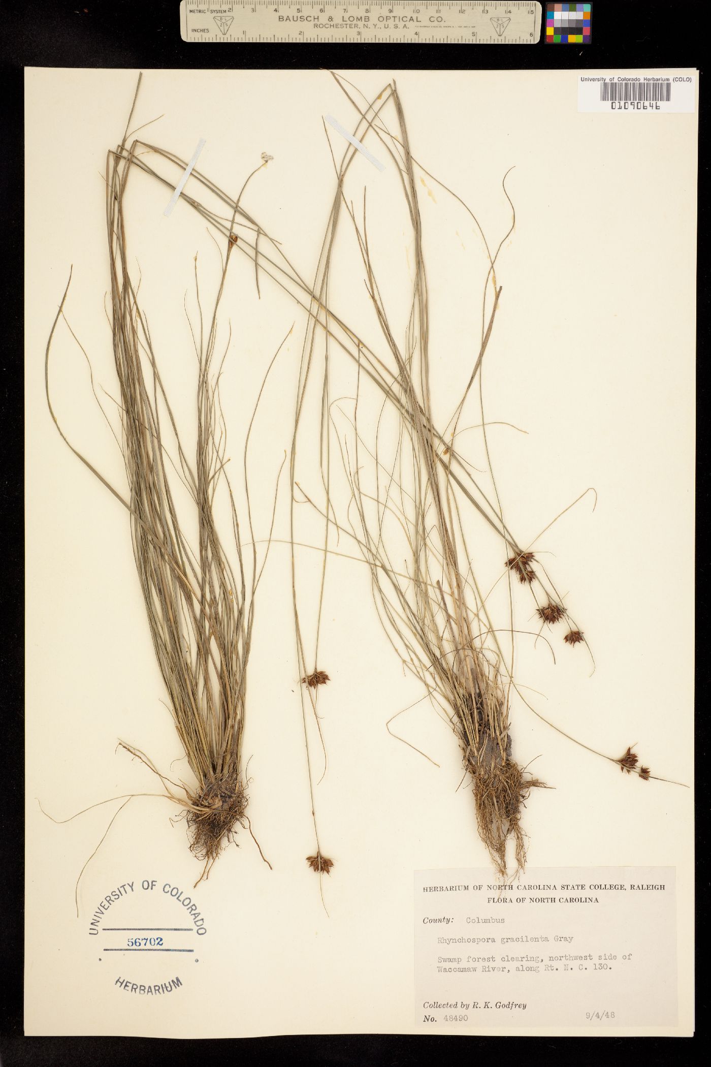 Rhynchospora gracilenta image