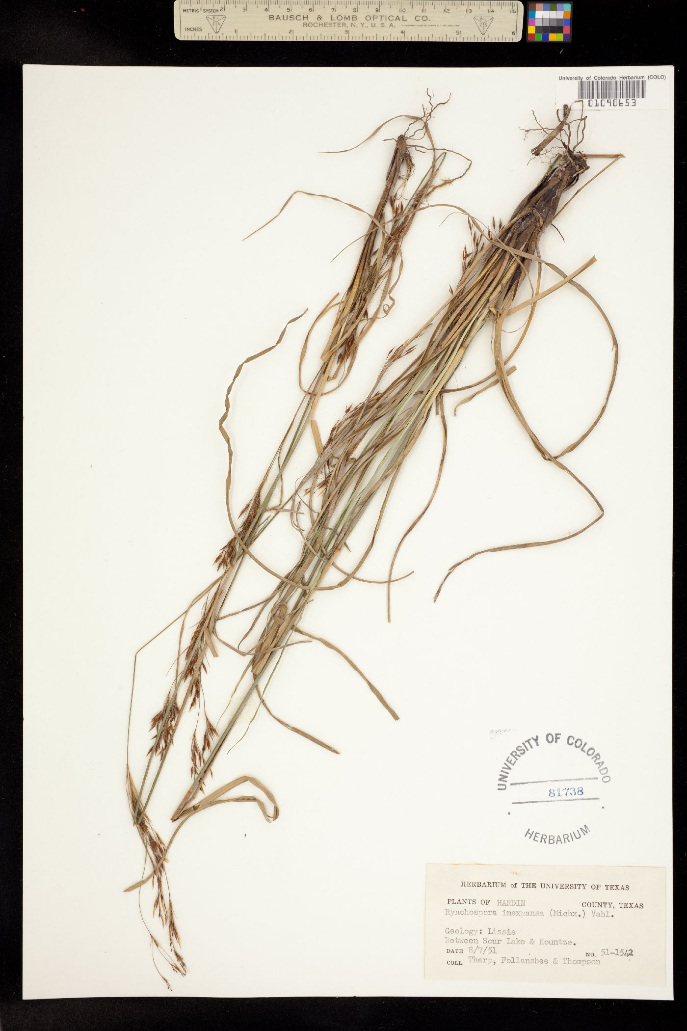 Rhynchospora inexpansa image