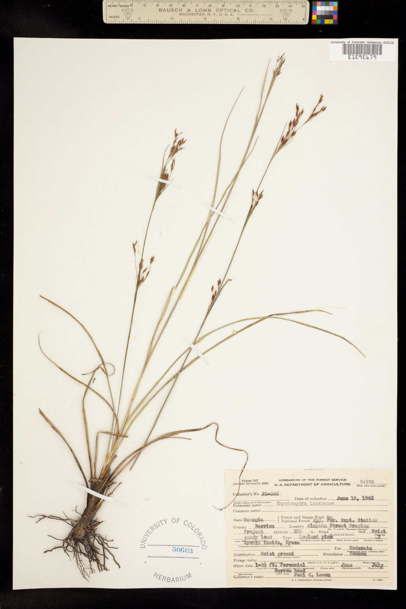 Rhynchospora inexpansa image