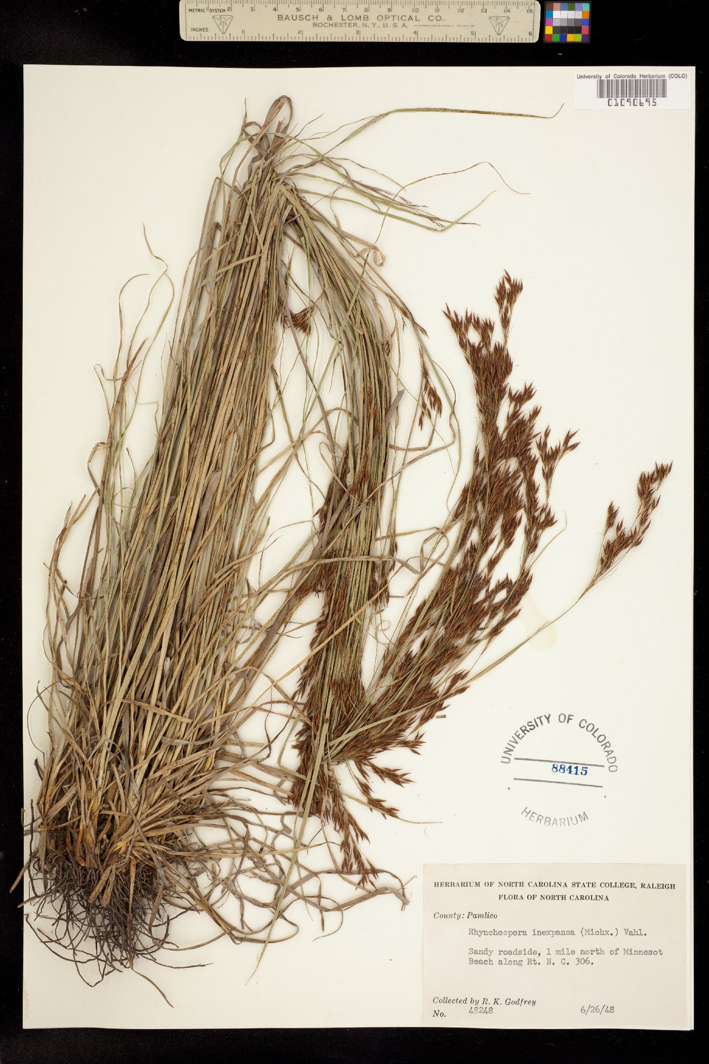 Rhynchospora inexpansa image