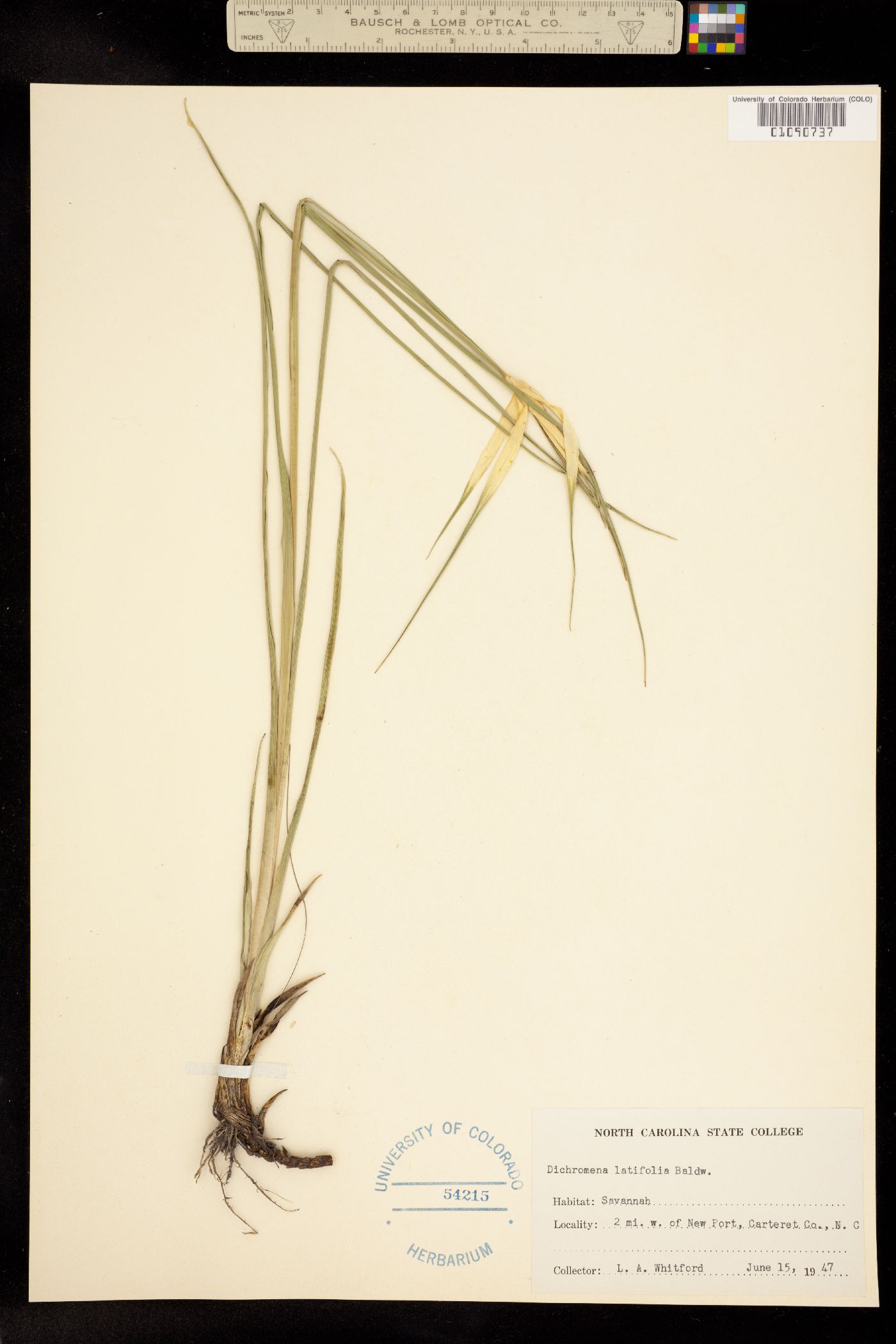 Rhynchospora latifolia image