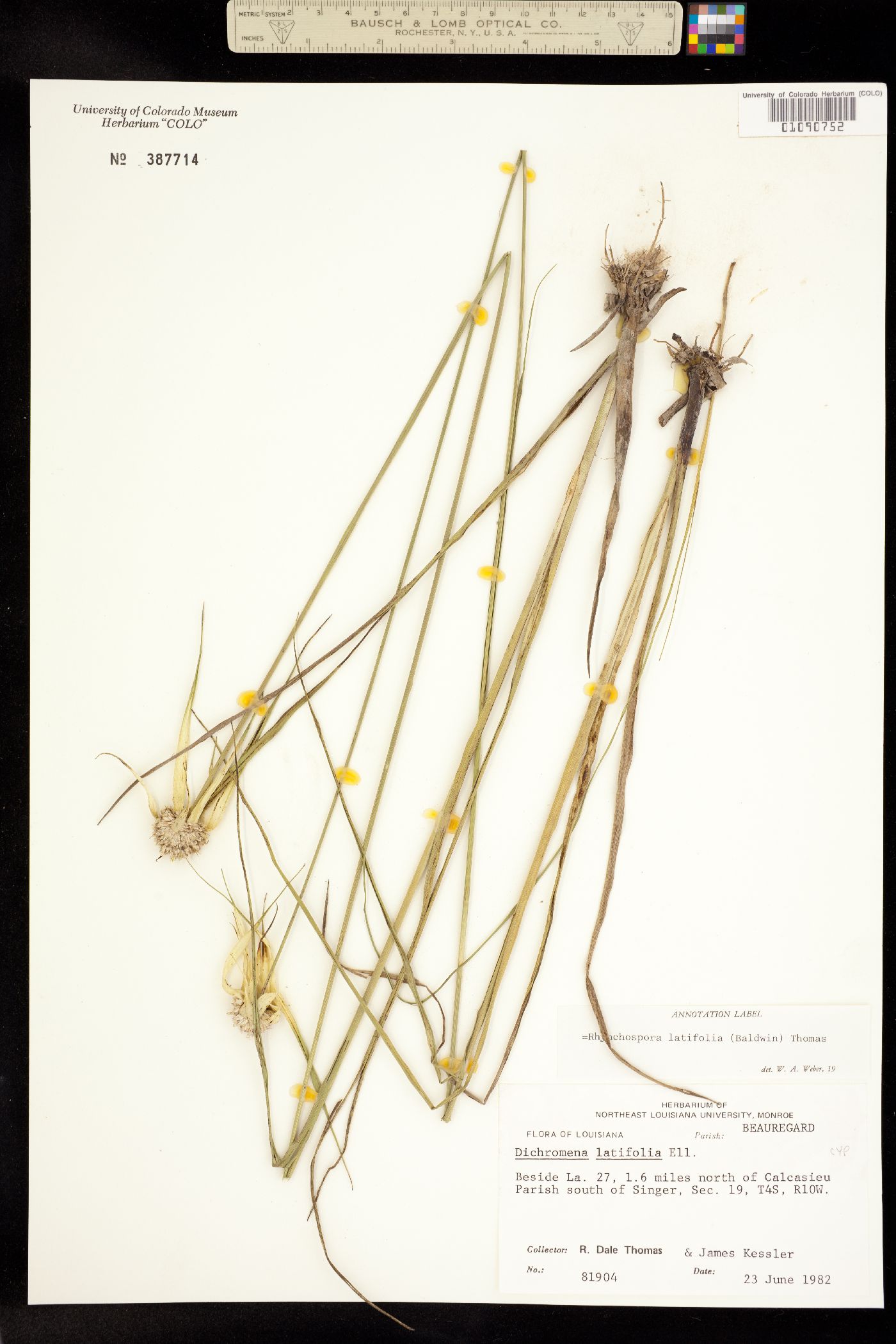 Rhynchospora latifolia image