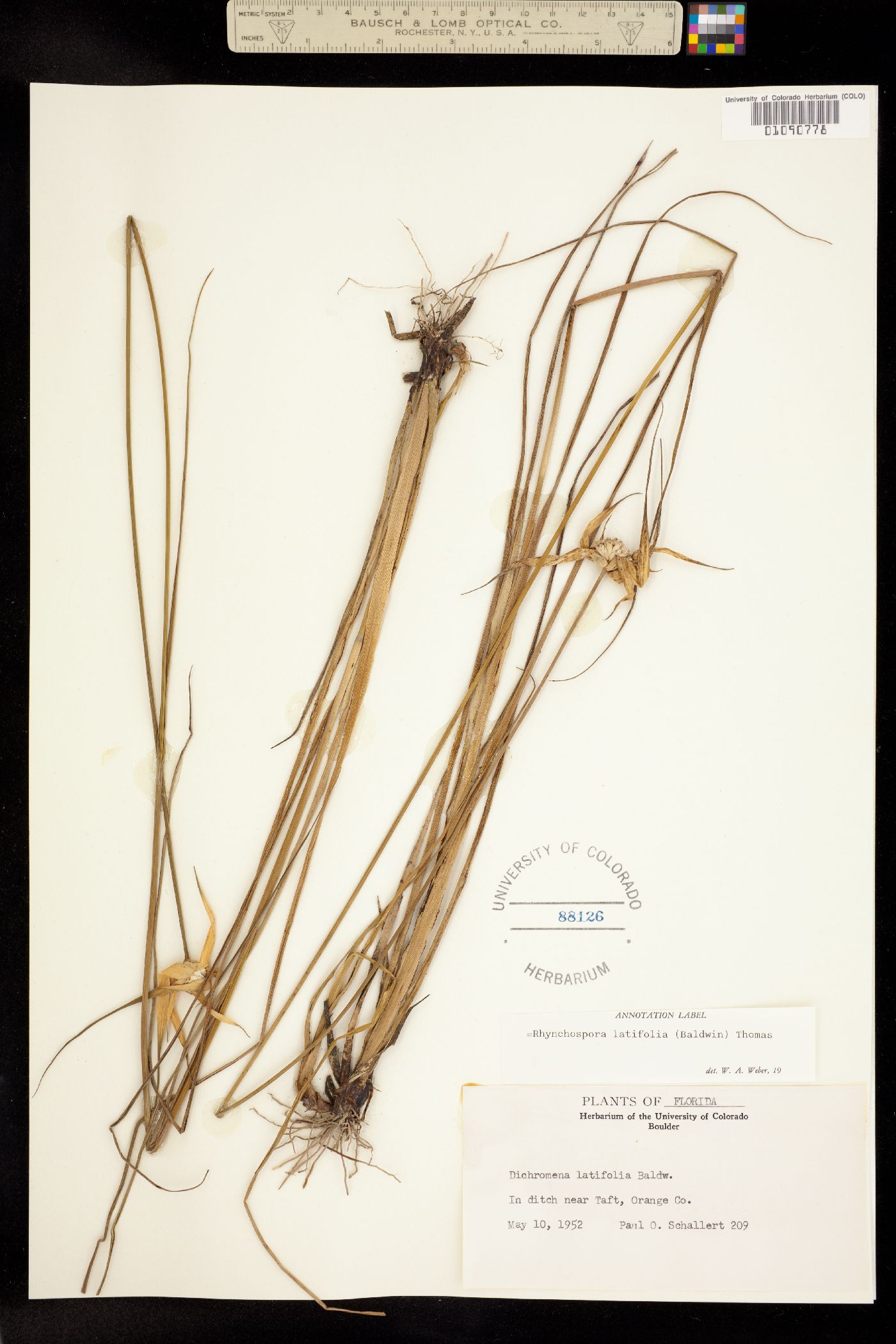 Rhynchospora latifolia image