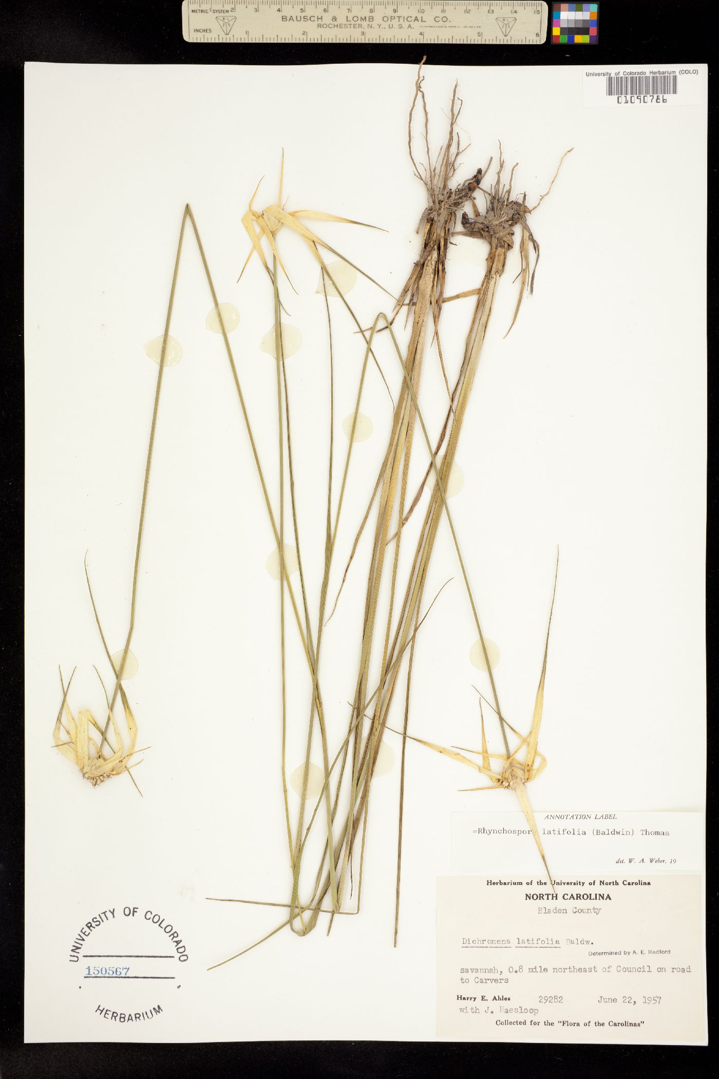 Rhynchospora latifolia image