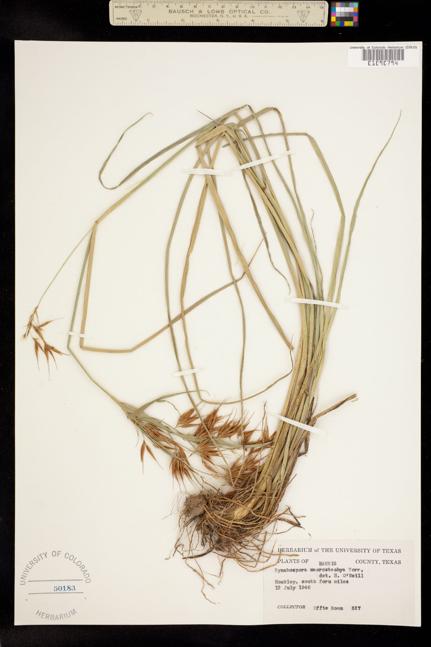 Rhynchospora macrostachya image