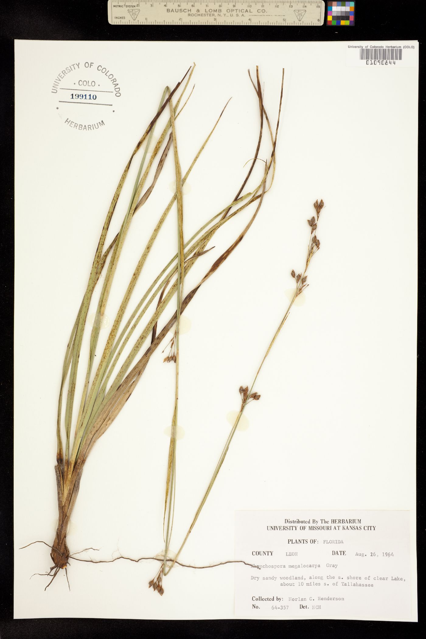 Rhynchospora megalocarpa image