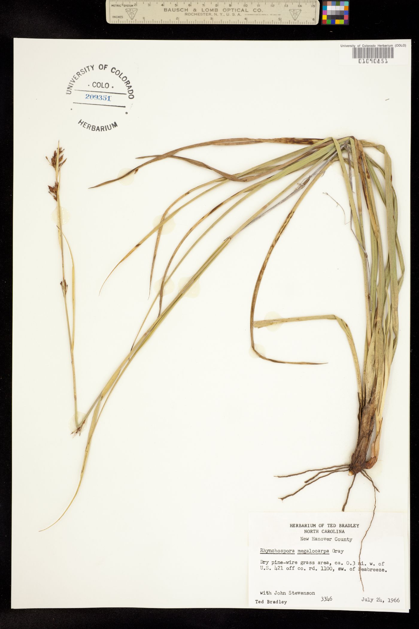 Rhynchospora megalocarpa image