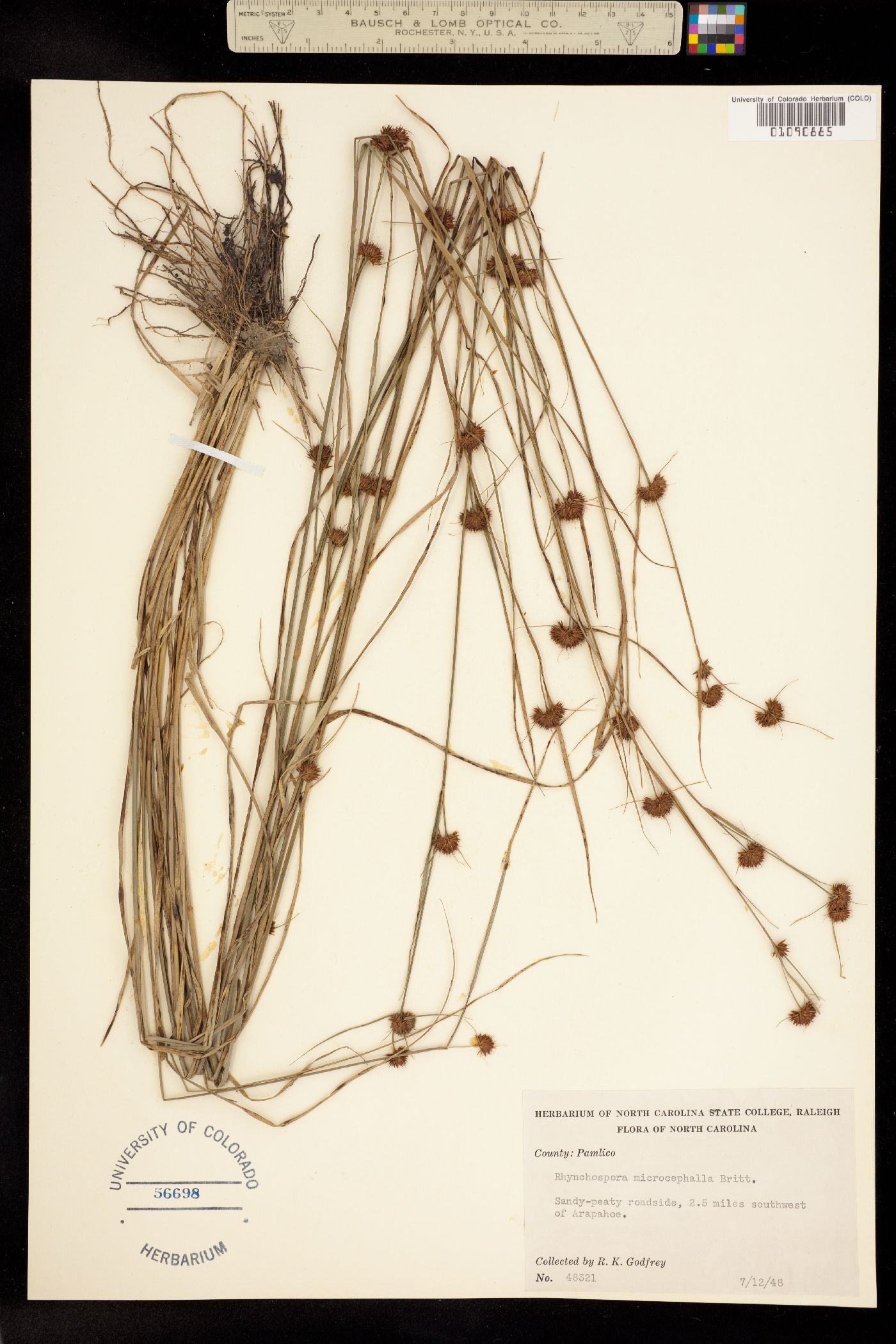 Rhynchospora microcephala image