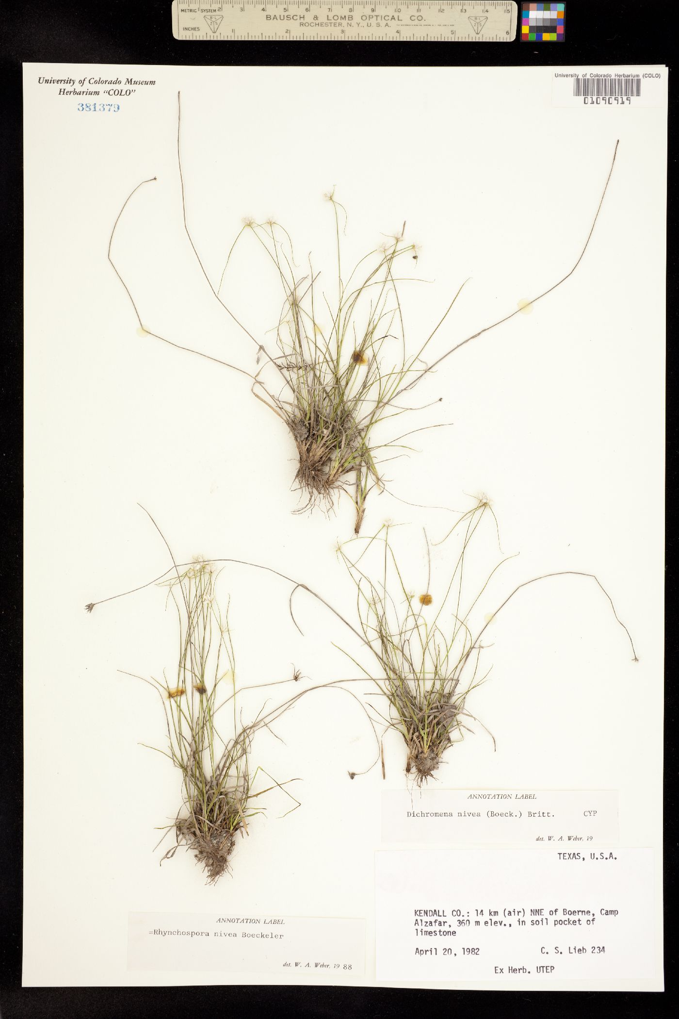 Rhynchospora image
