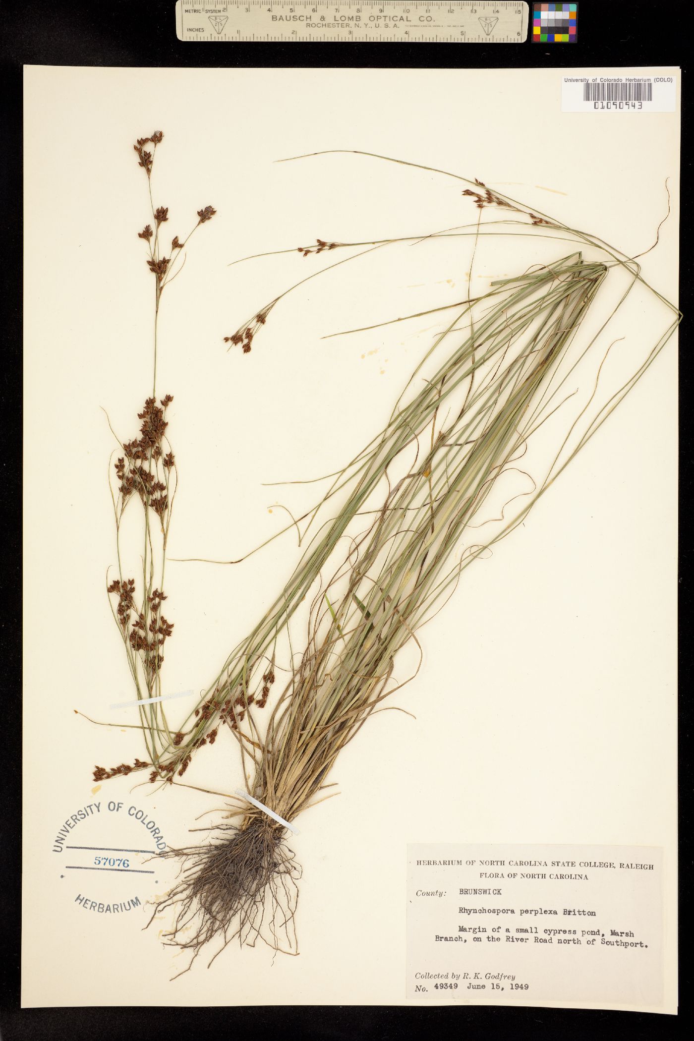 Rhynchospora perplexa image