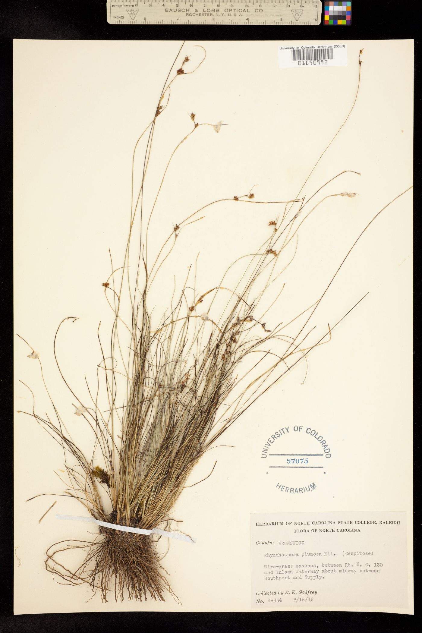 Rhynchospora plumosa image