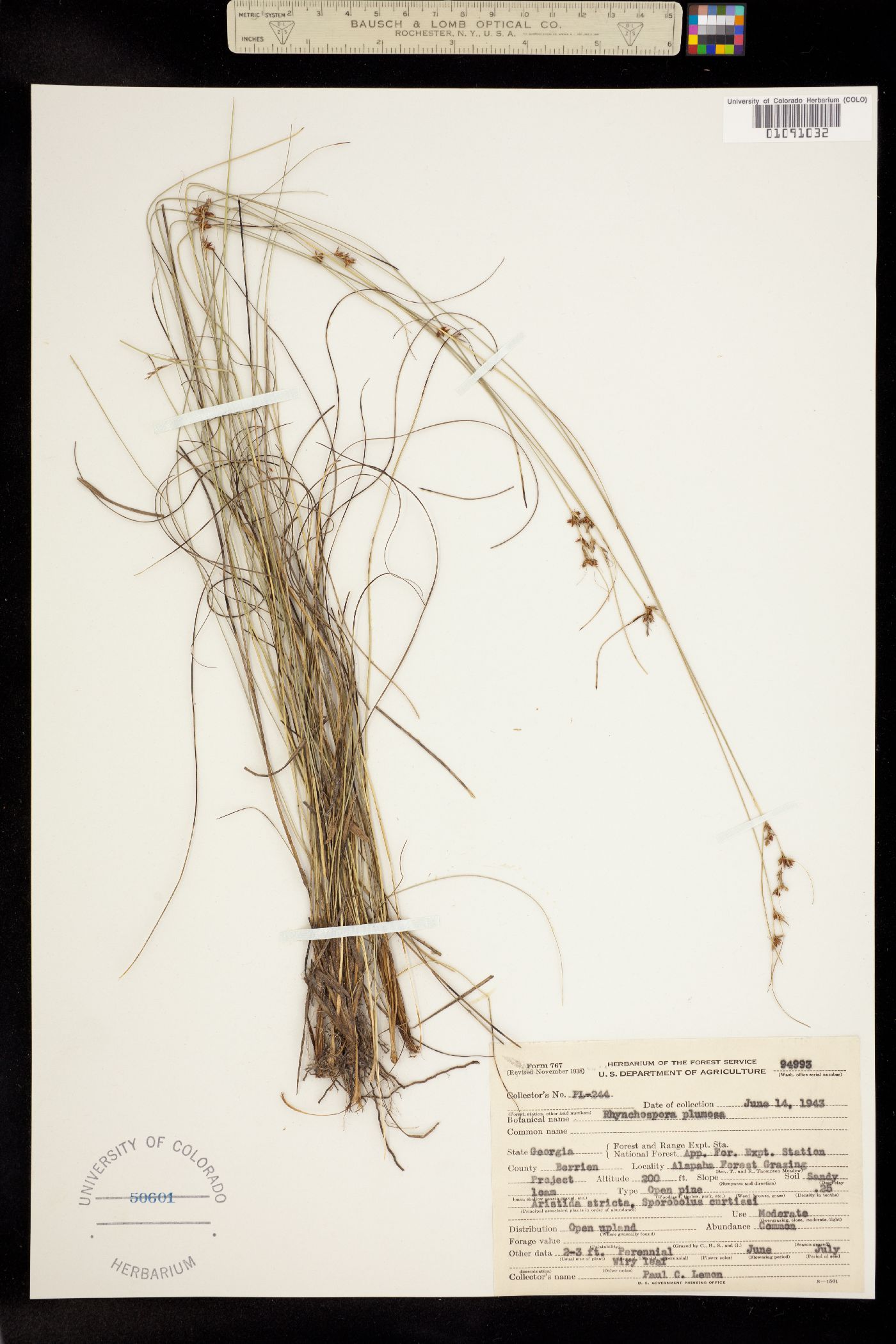 Rhynchospora image