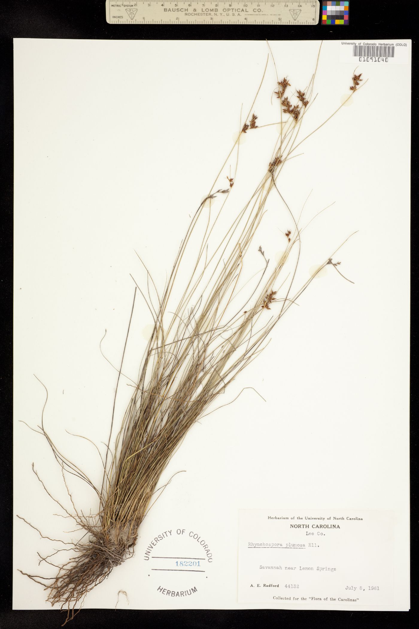 Rhynchospora plumosa image