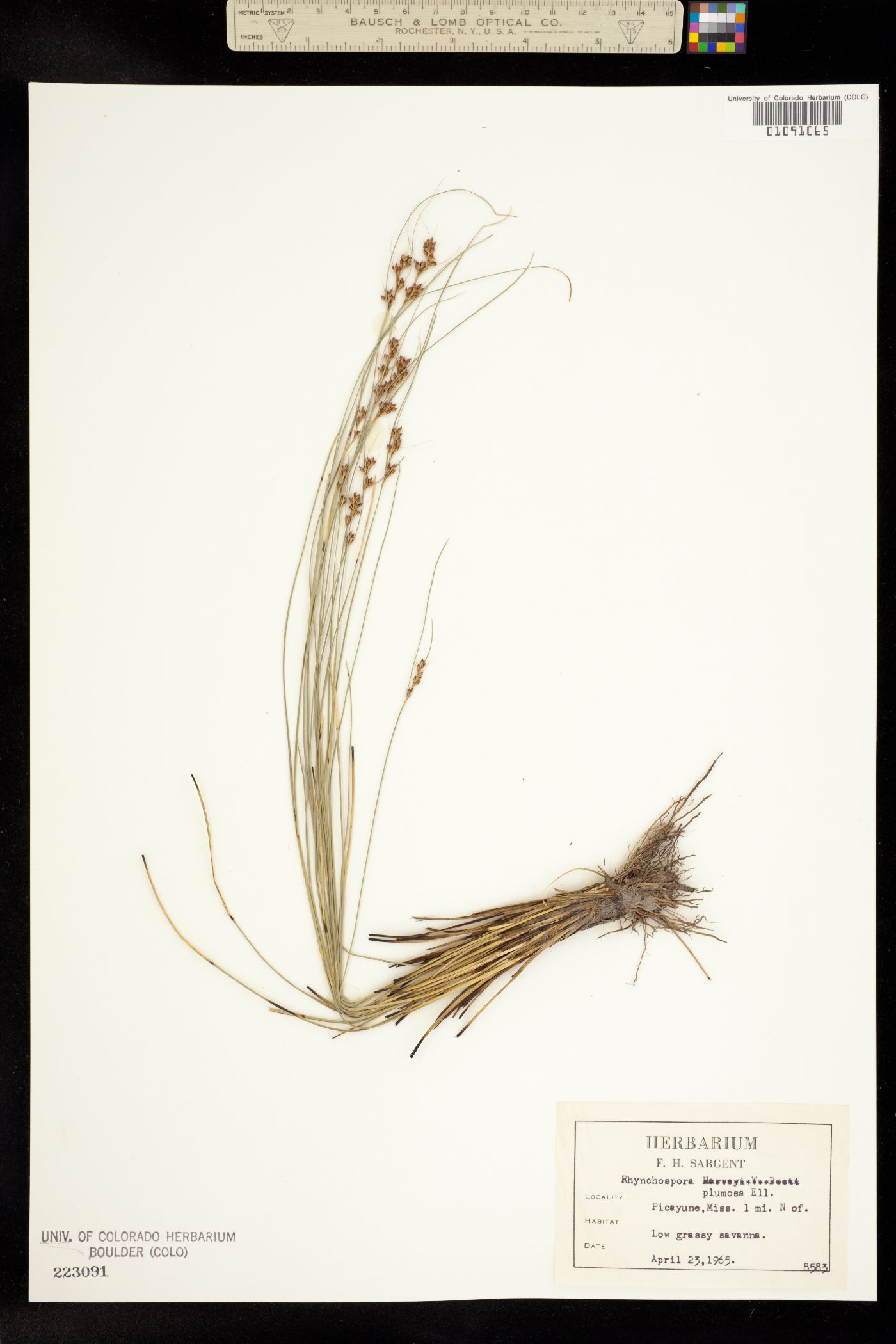 Rhynchospora plumosa image