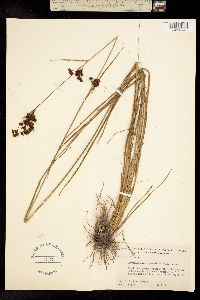 Rhynchospora schoenoides image