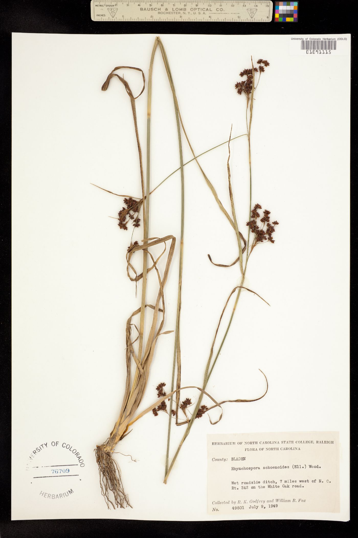 Rhynchospora elliottii image