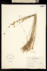 Image of Rhynchospora chapmanii