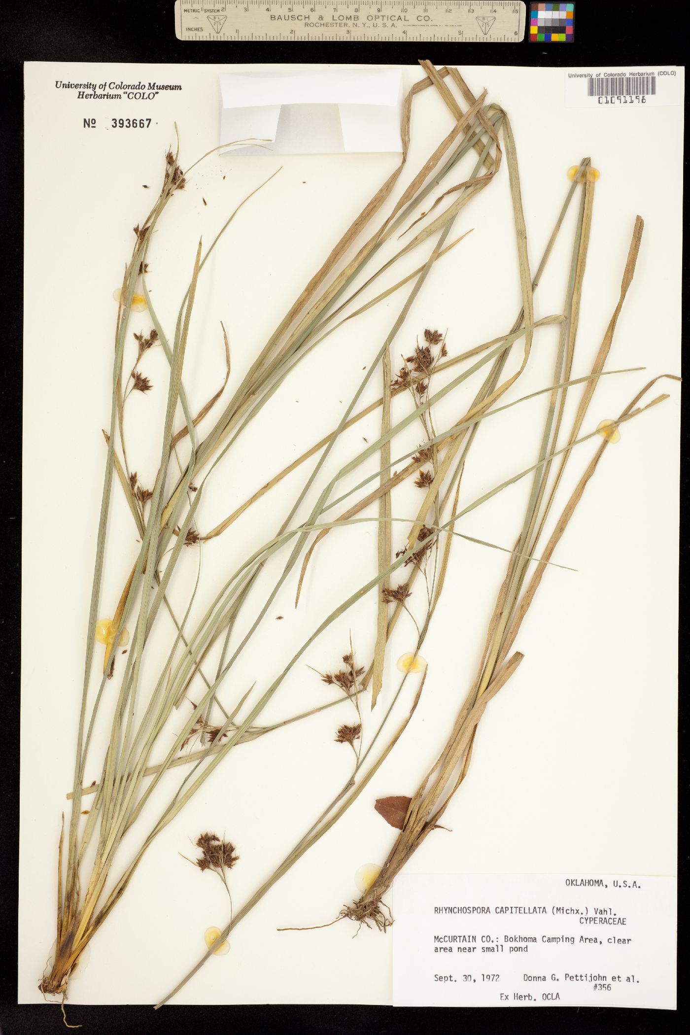 Rhynchospora capitellata image