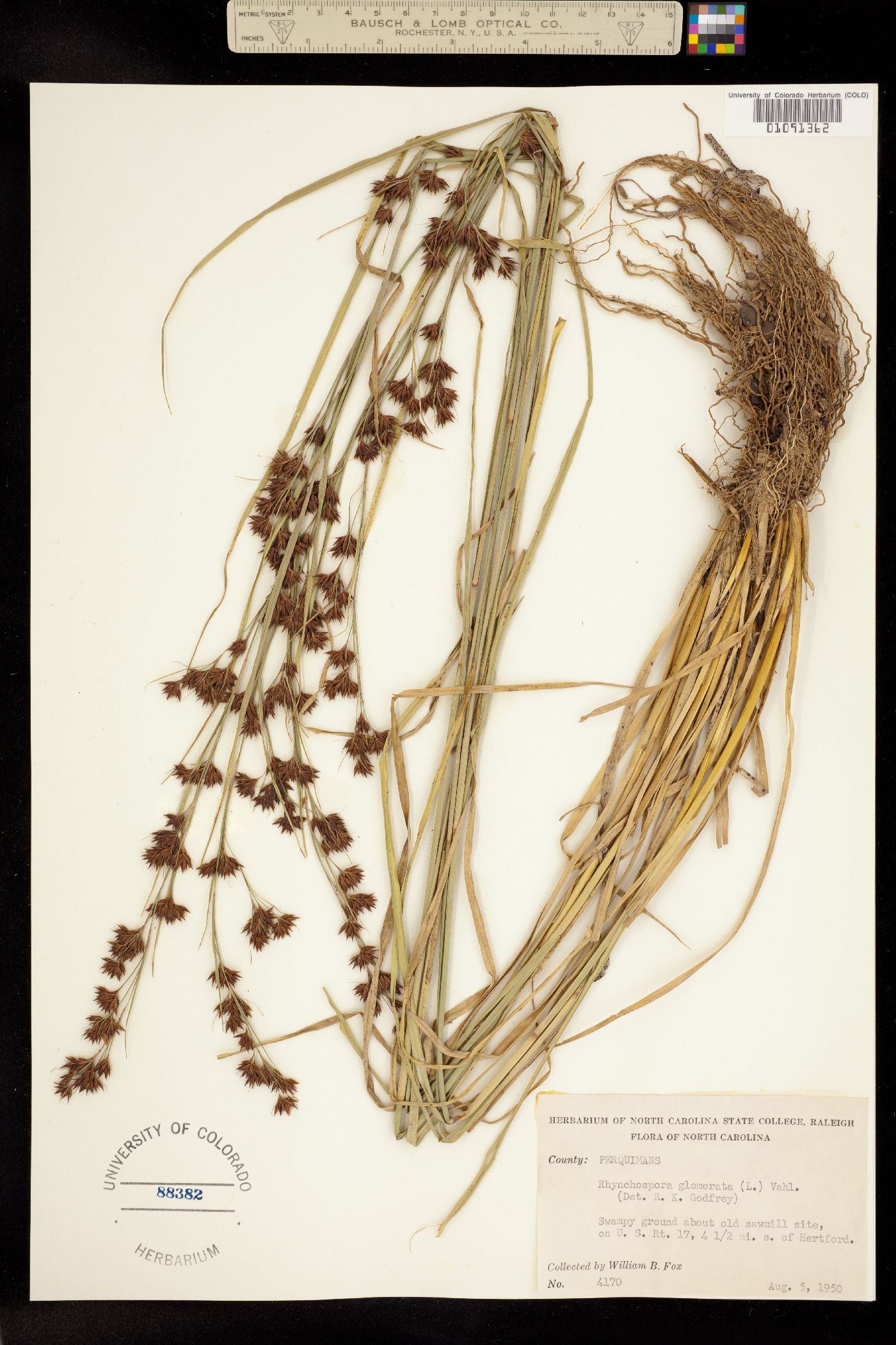 Rhynchospora glomerata image