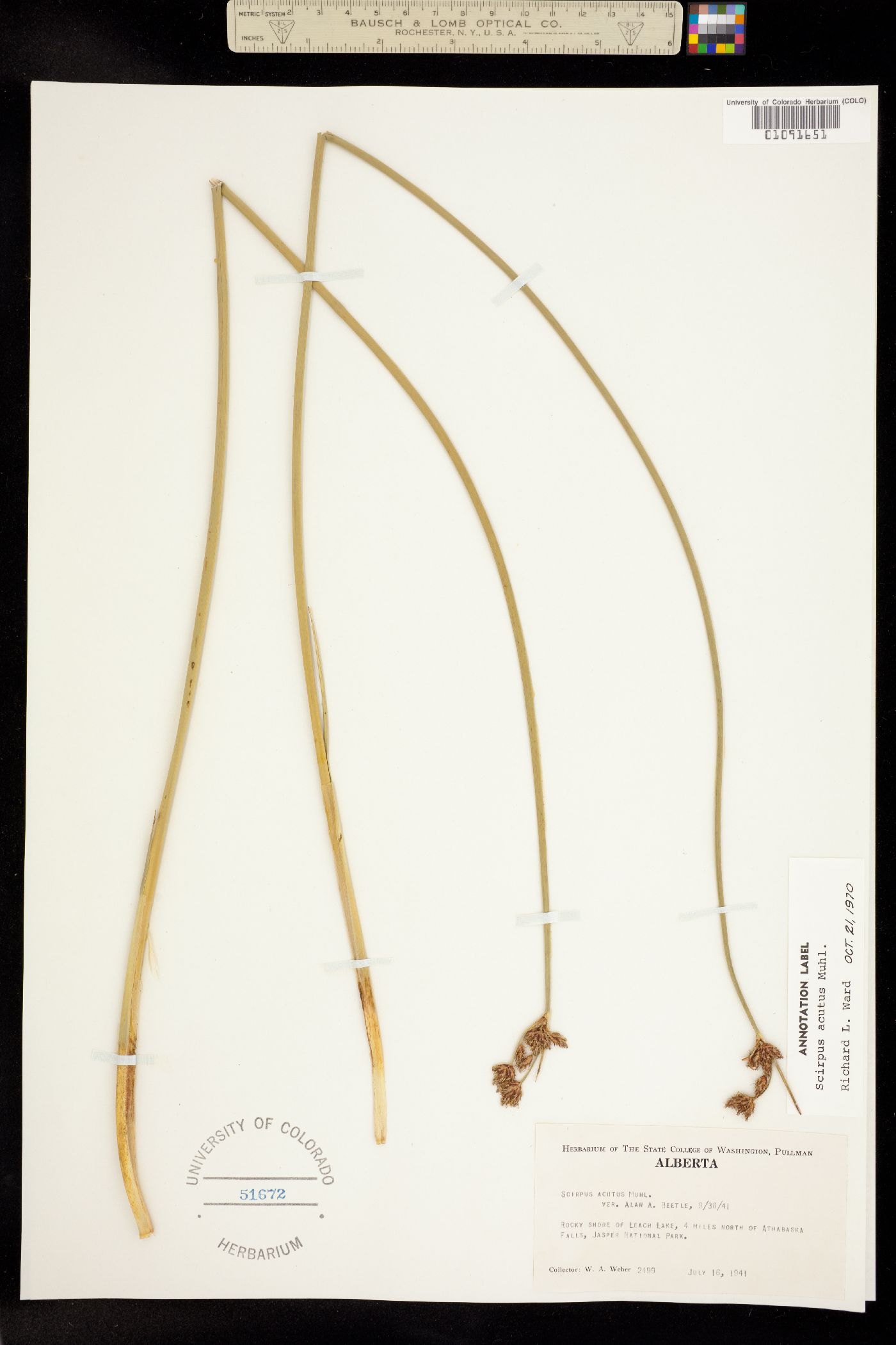 Schoenoplectus acutus image