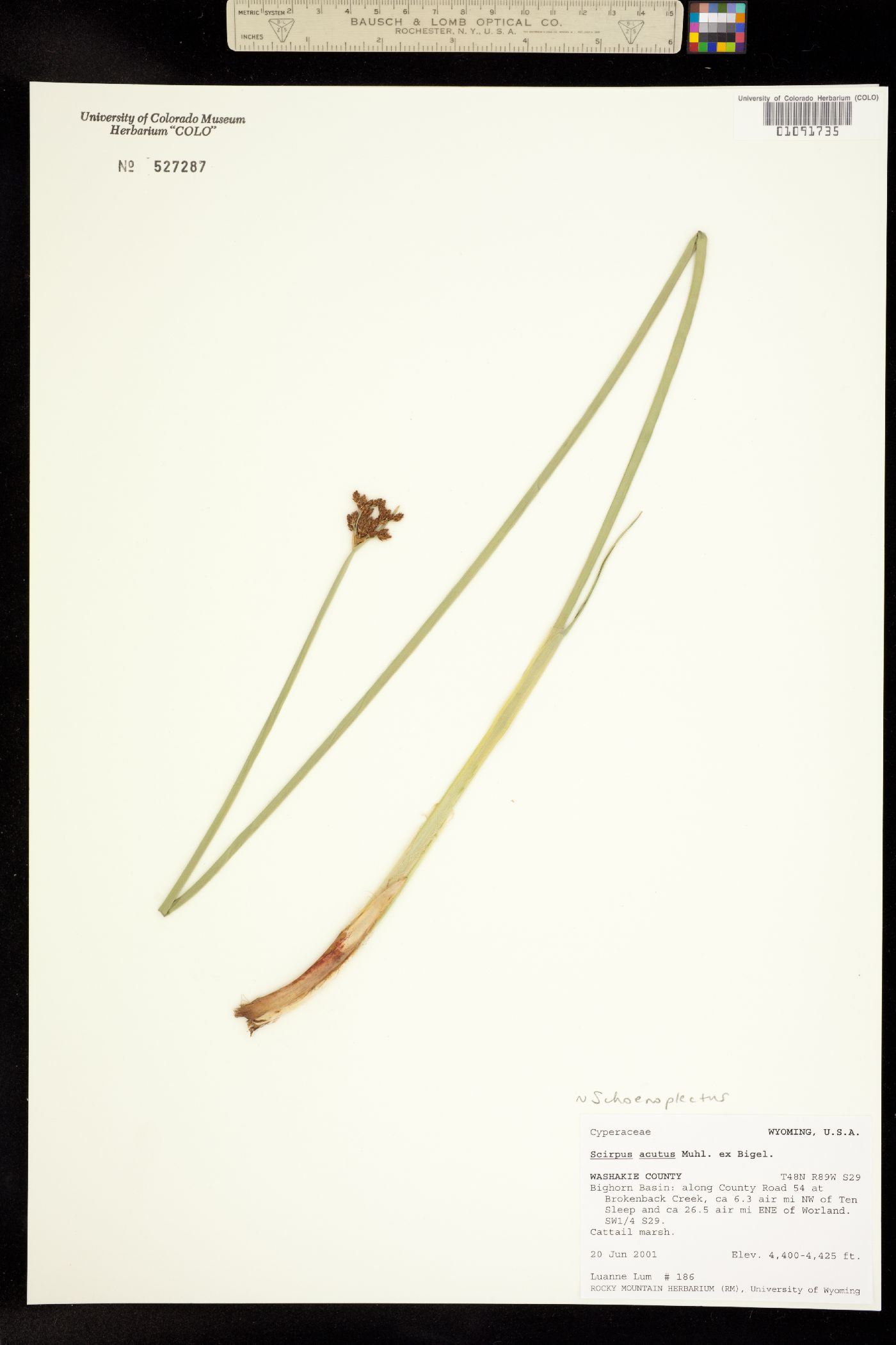 Schoenoplectus acutus image