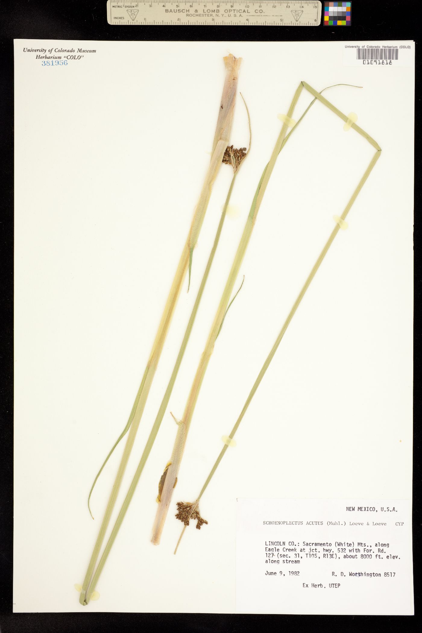 Schoenoplectus image