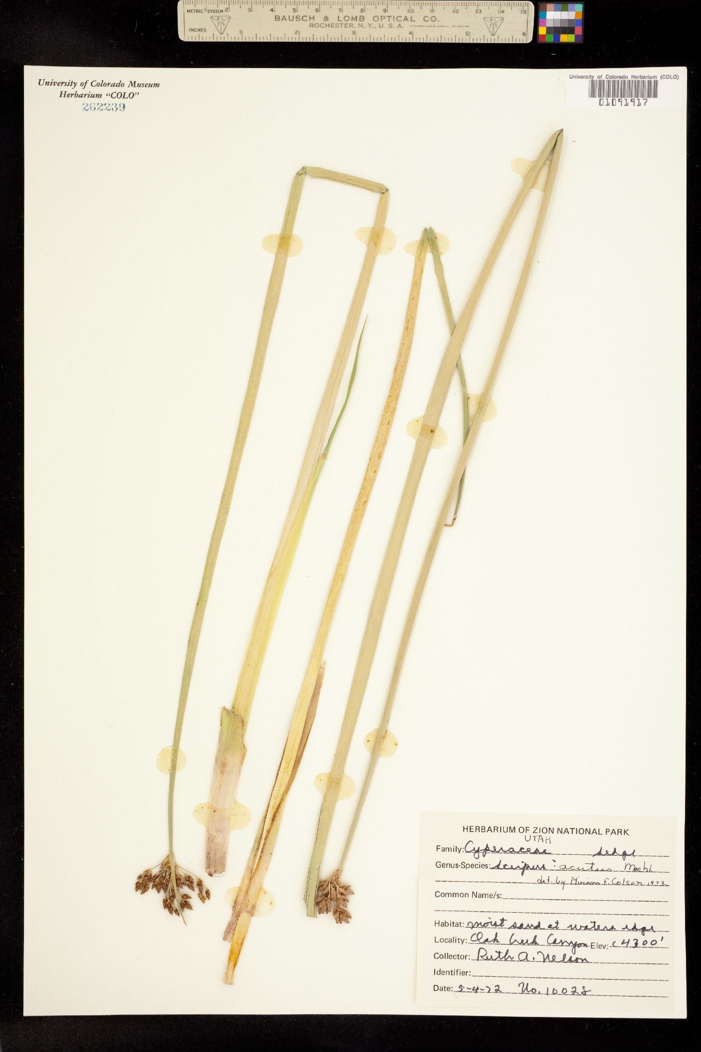 Schoenoplectus image