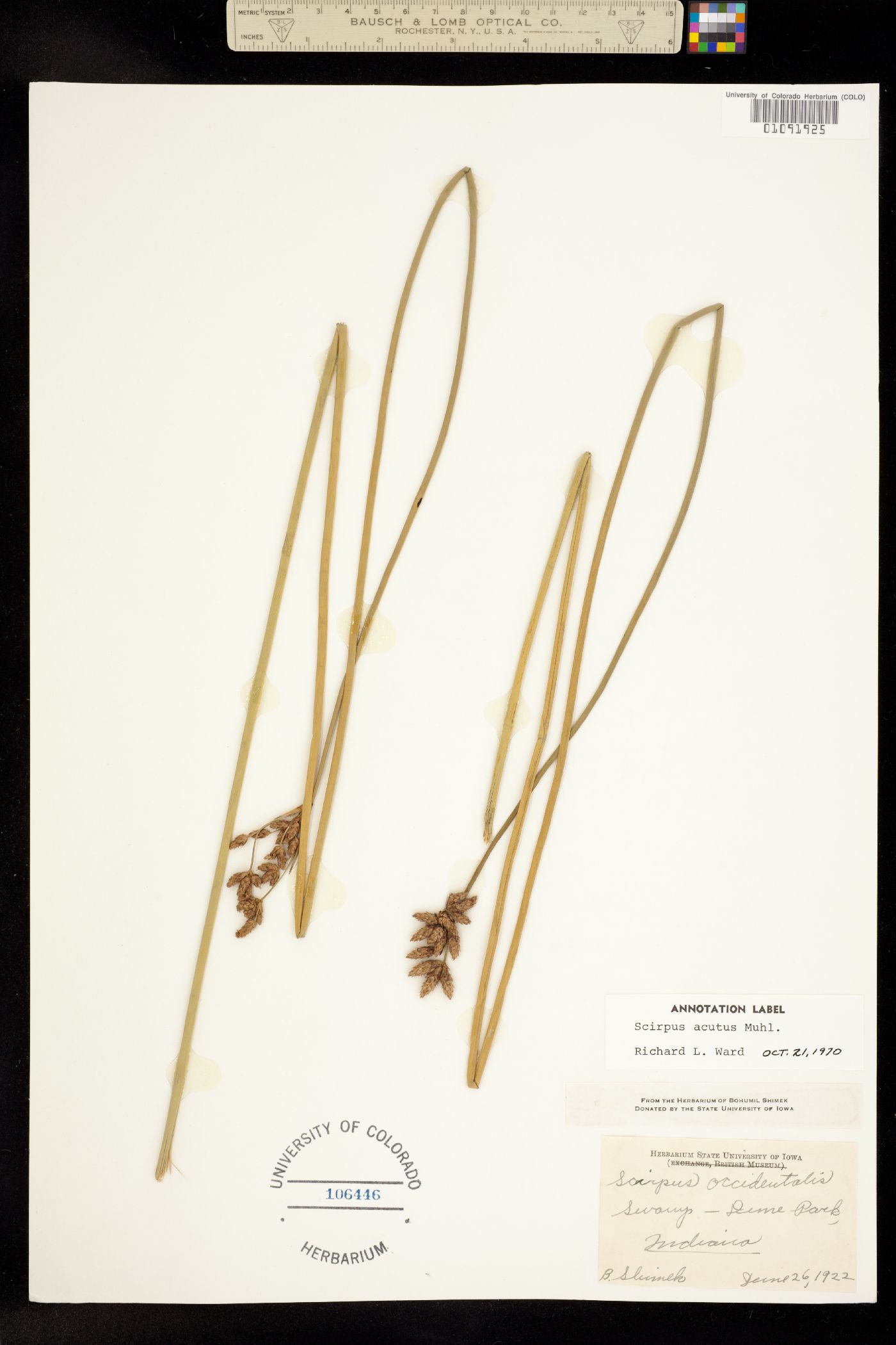 Schoenoplectus image